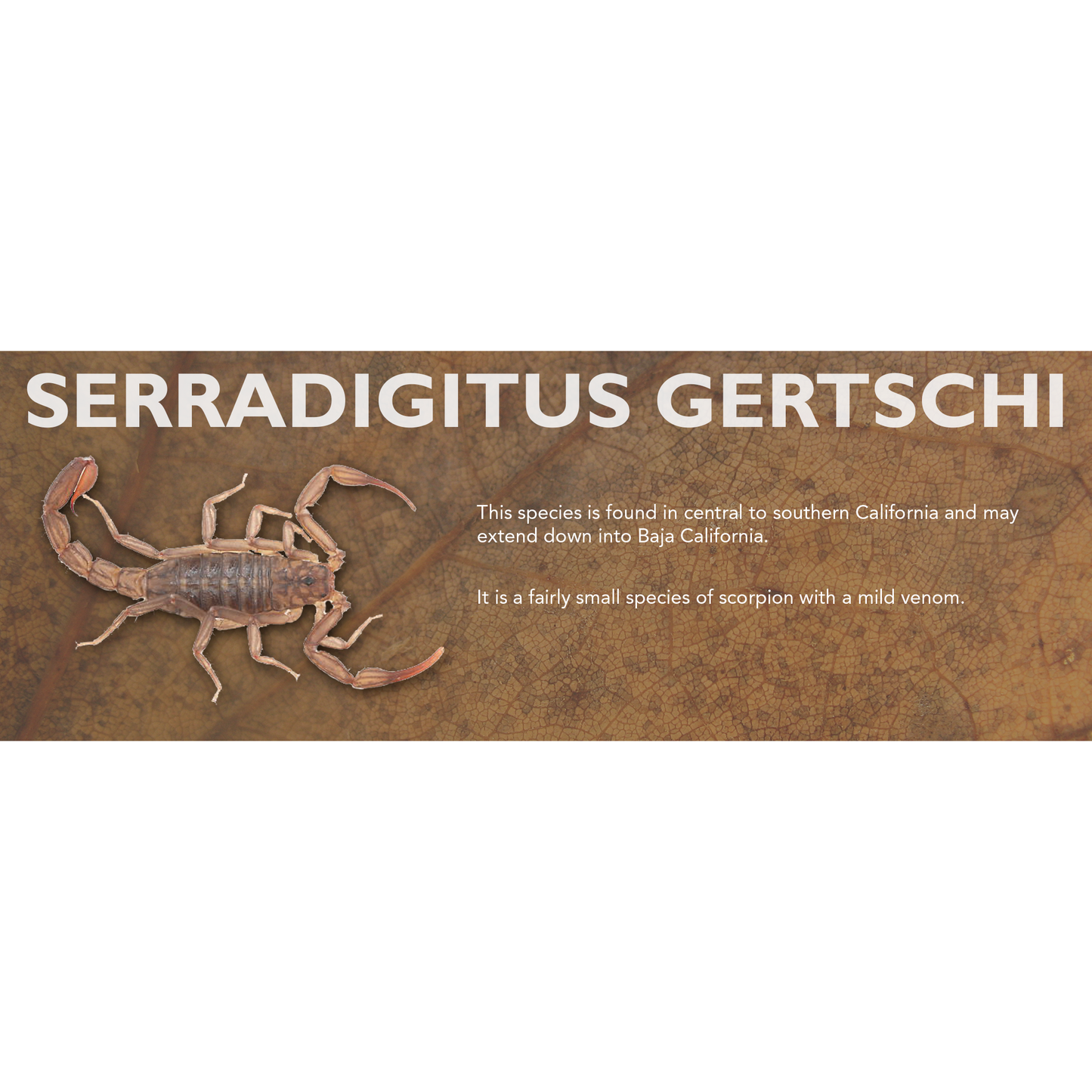 Serradigitus gertschi - Scorpion Label