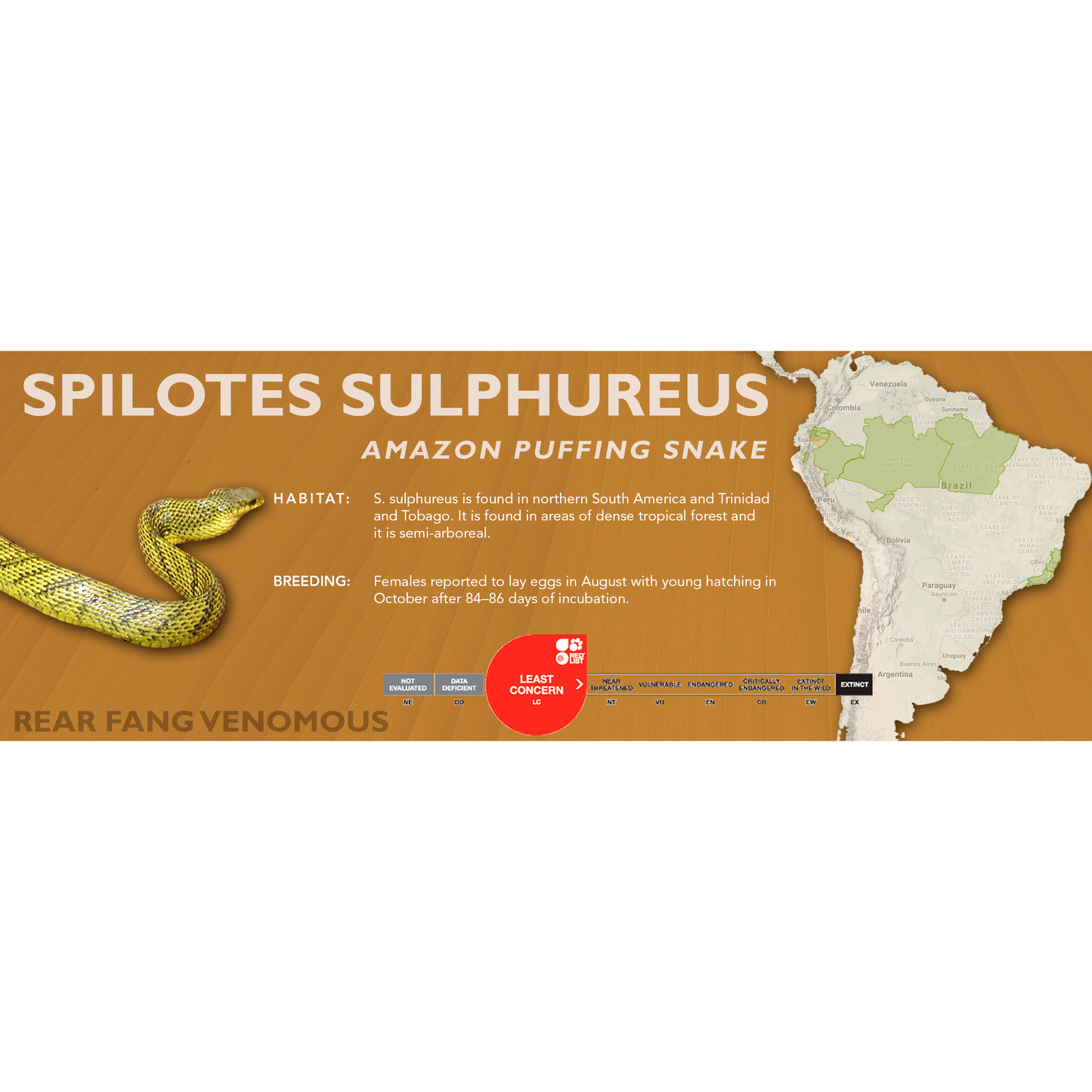 Amazon Puffing Snake (Spilotes sulphureus) Classic Vivarium Label