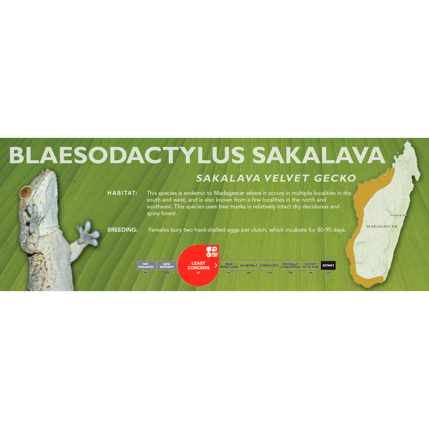 Sakalava Velvet Gecko (Blaesodactylus sakalava) Classic Vivarium Label