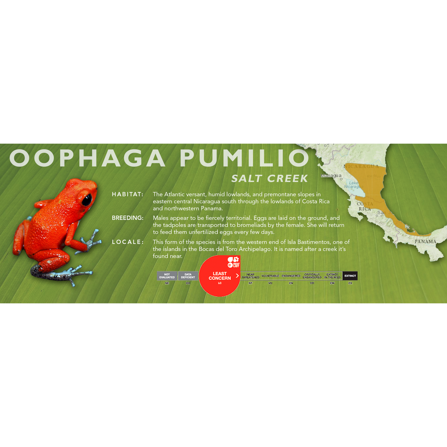 Oophaga pumilio - Classic Vivarium Label