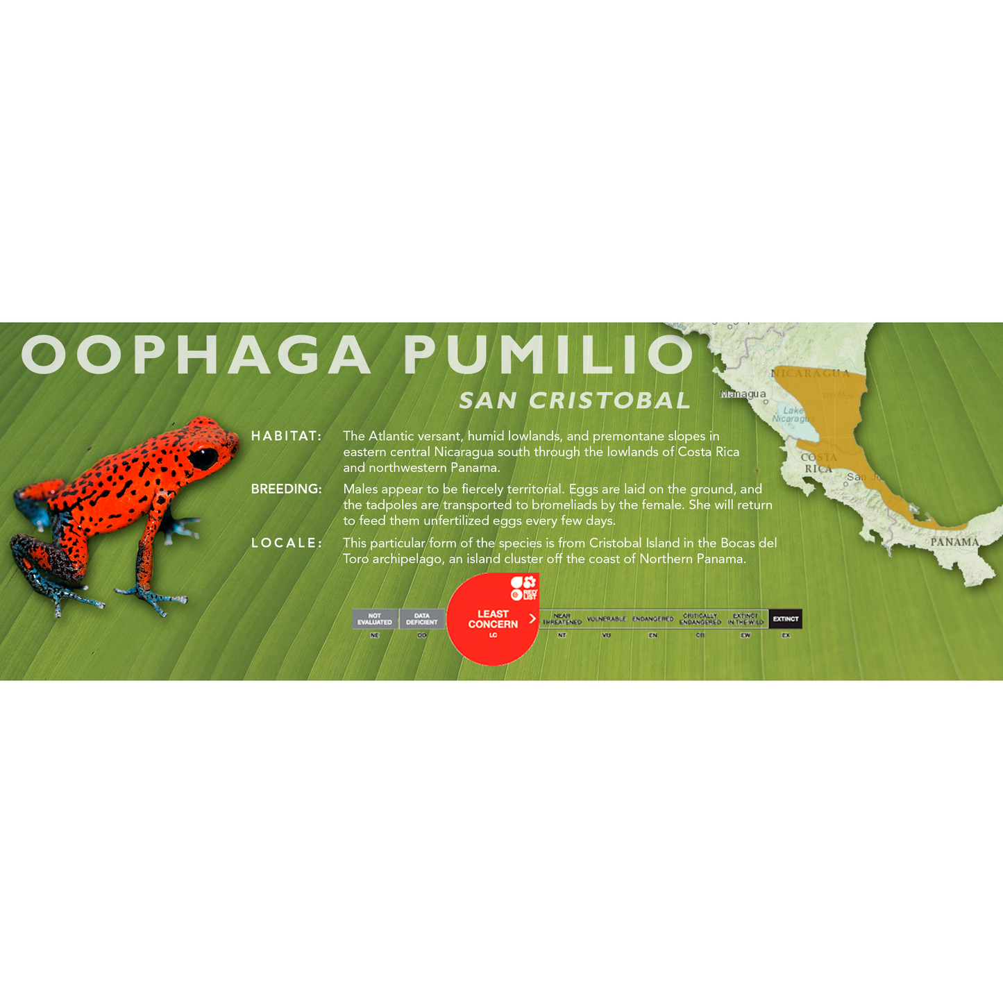 Oophaga pumilio - Classic Vivarium Label