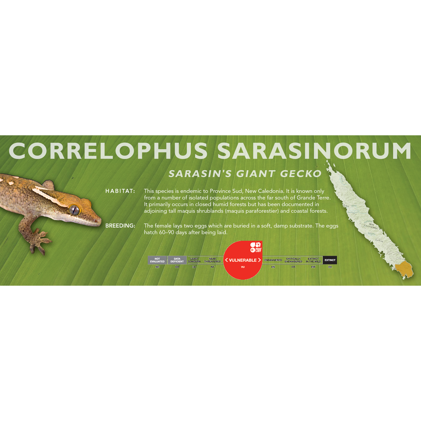 Sarasin's Giant Gecko (Correlophus sarasinorum) Classic Vivarium Label