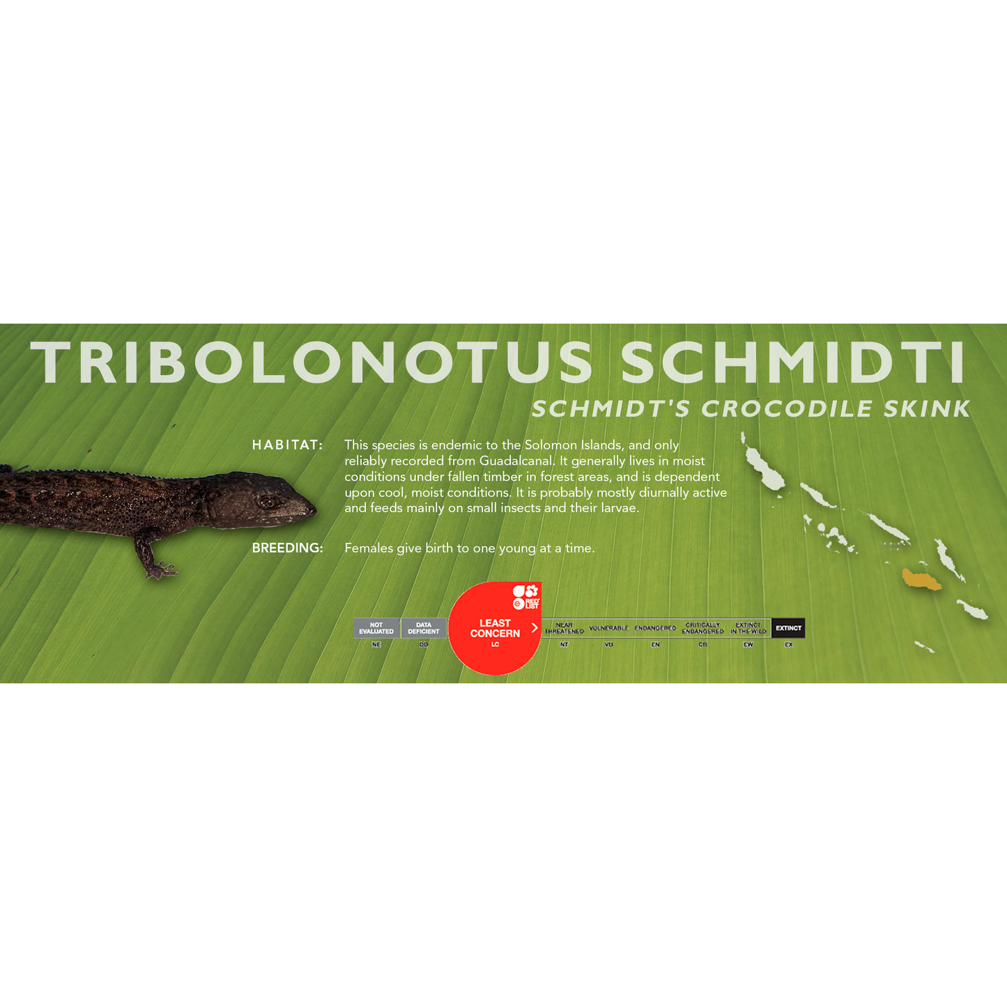 Schmidt's Crocodile Skink (Tribolonotus schmidti) Classic Vivarium Label