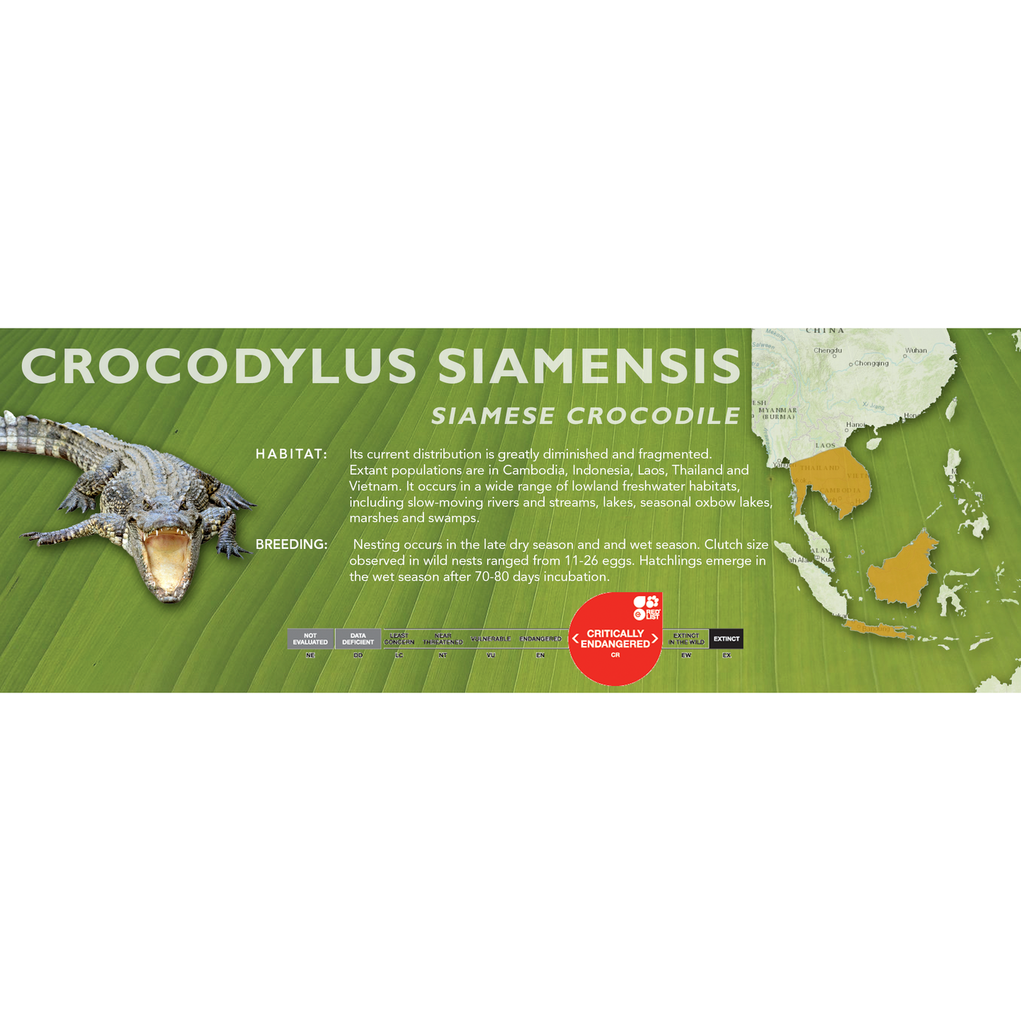 Siamese Crocodile (Crocodylus siamensis) - Classic Vivarium Label