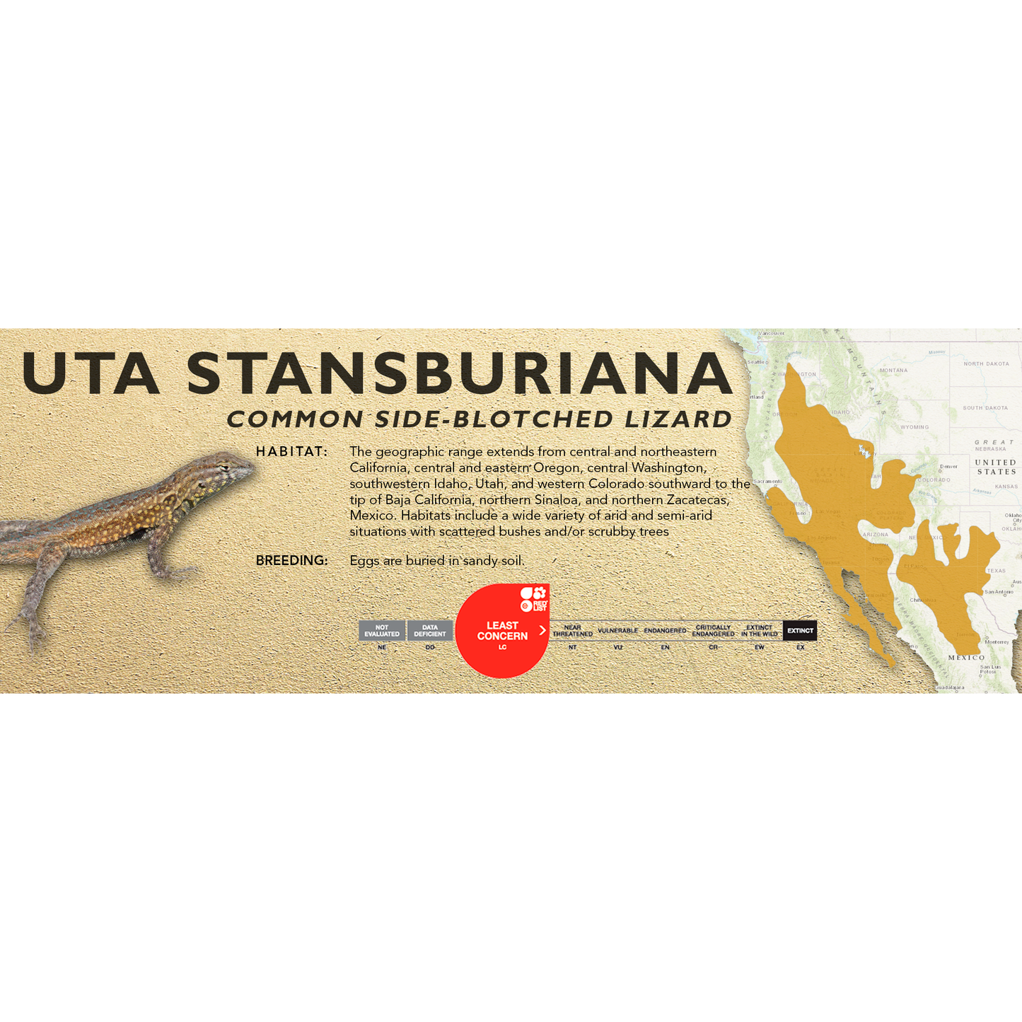 Common Side-Blotched Lizard (Uta stansburiana) Classic Vivarium Label