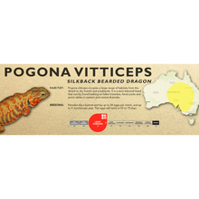 Load image into Gallery viewer, Bearded Dragon (Central) (Pogona vitticeps) Standard Vivarium Label