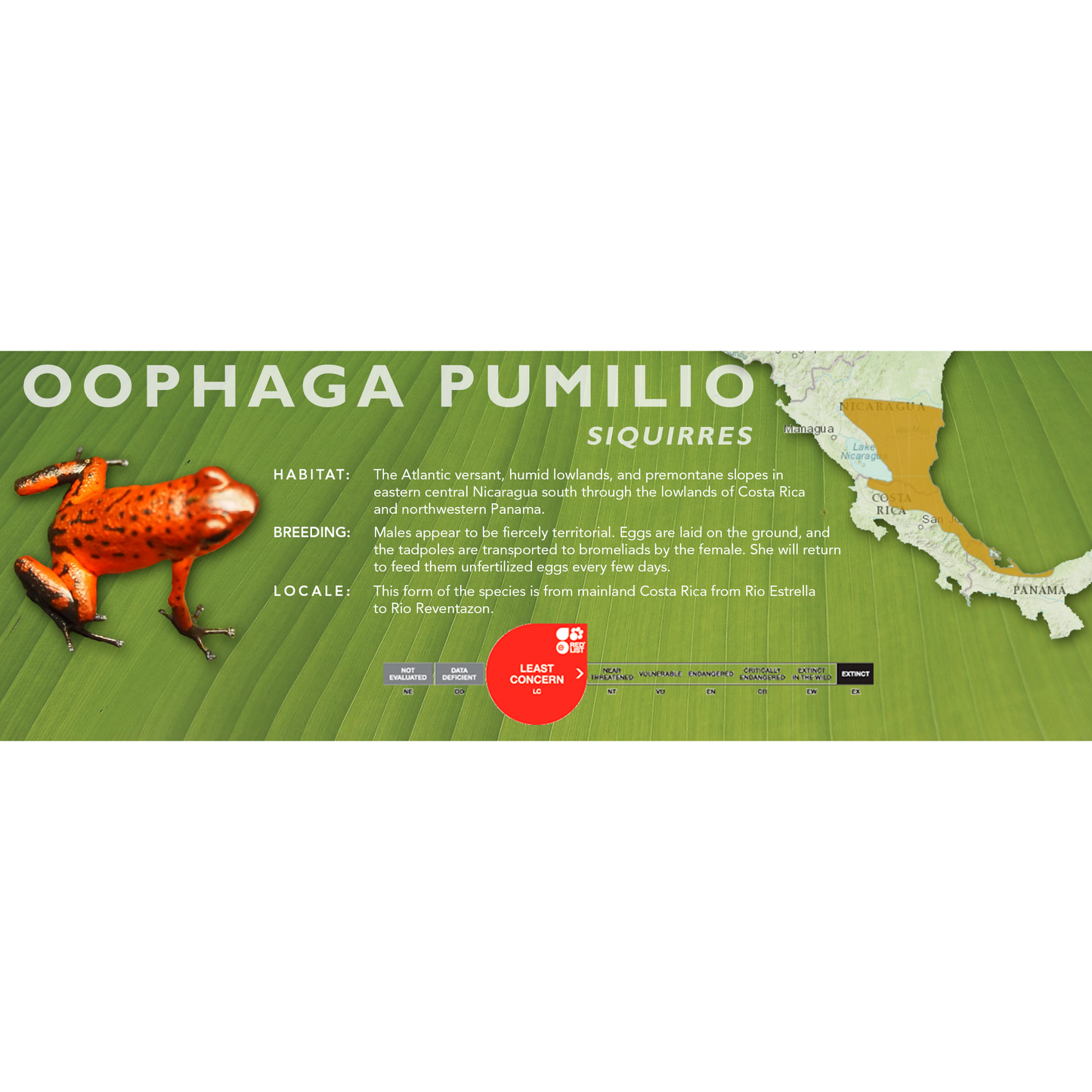 Oophaga pumilio - Classic Vivarium Label