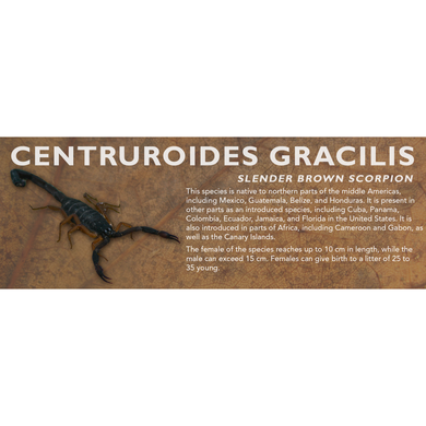 Centruroides gracilis - Slender Brown Scorpion Label
