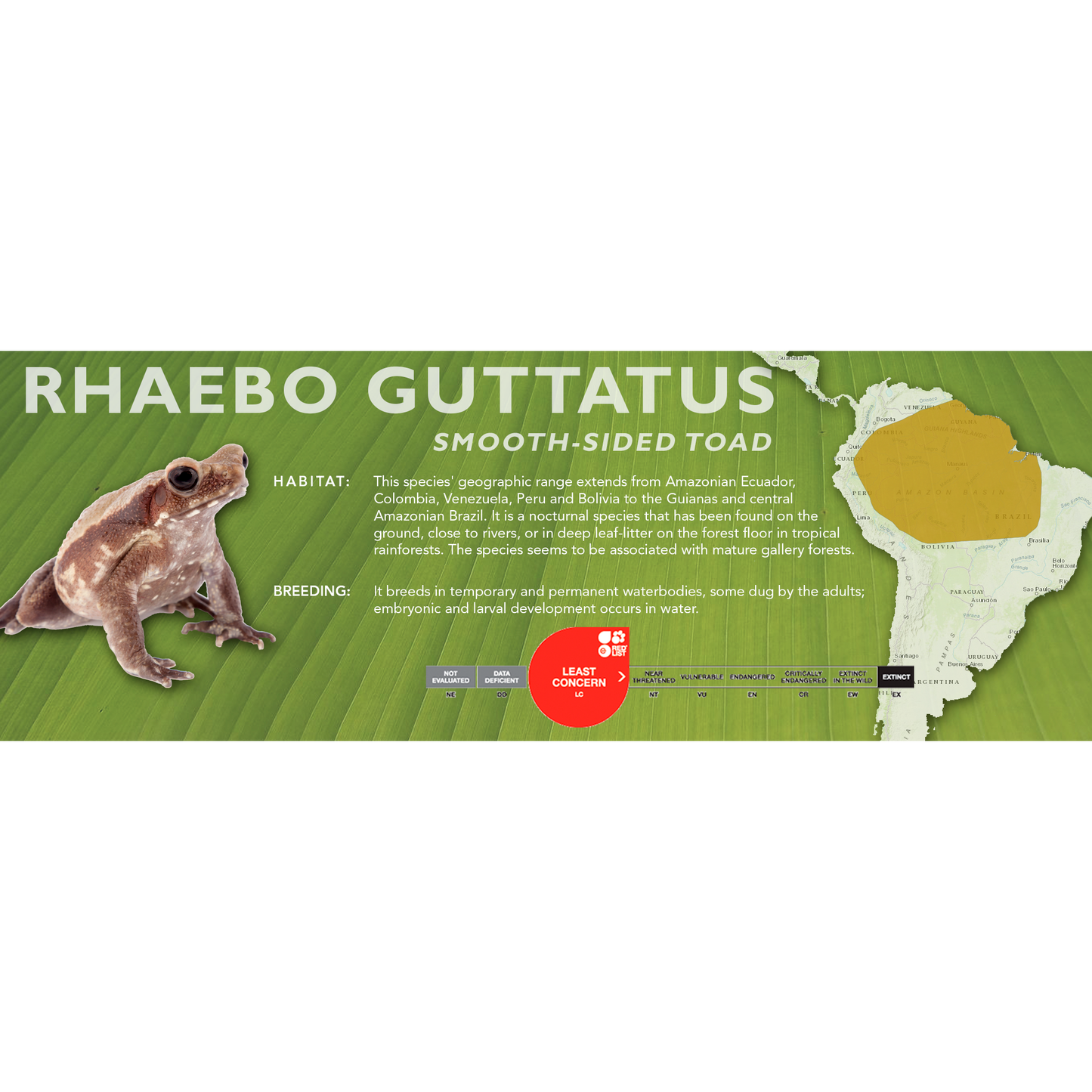 Smooth-Sided Toad (Rhaebo guttatus) - Classic Vivarium Label