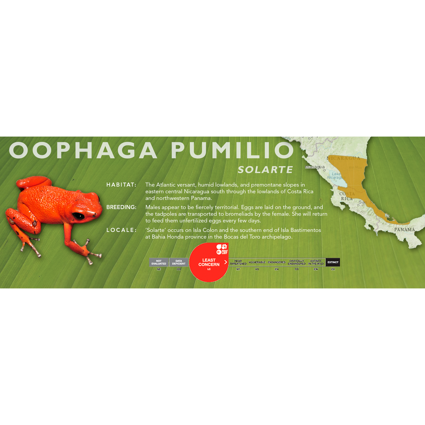 Oophaga pumilio - Classic Vivarium Label