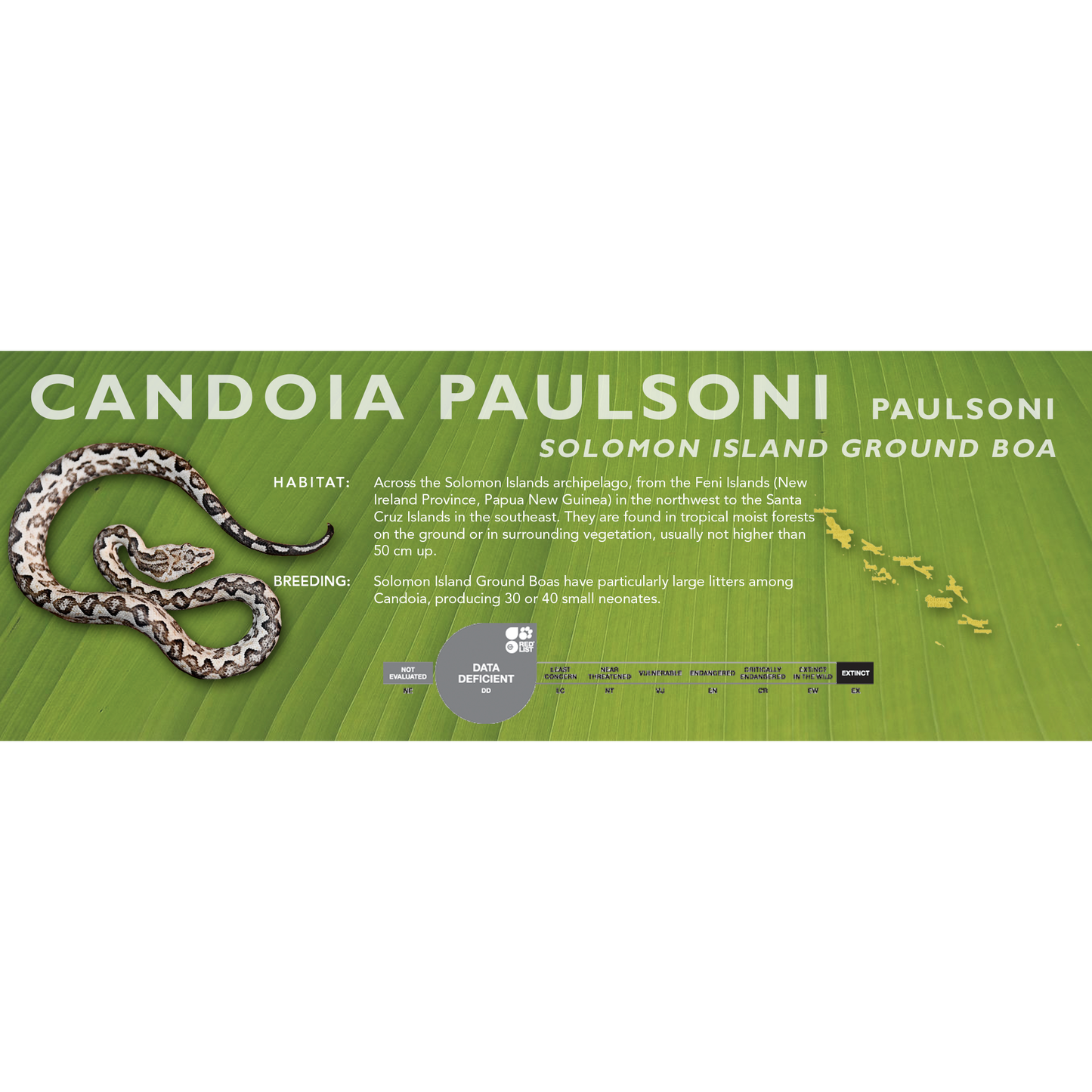 Solomon Island Ground Boa (Candoia paulsoni paulsoni) Classic Vivarium Label