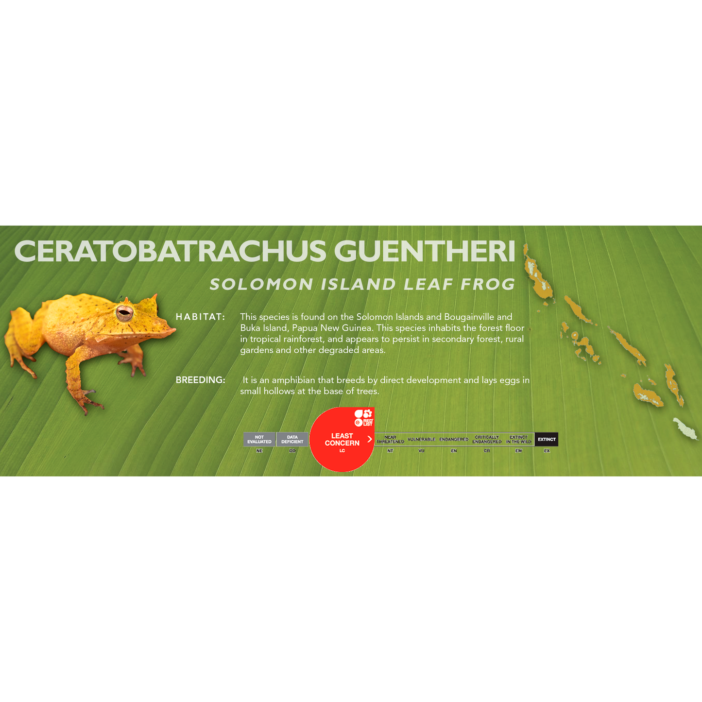 Solomon Island Leaf Frog (Ceratobatrachus guentheri) - Classic Vivarium Label