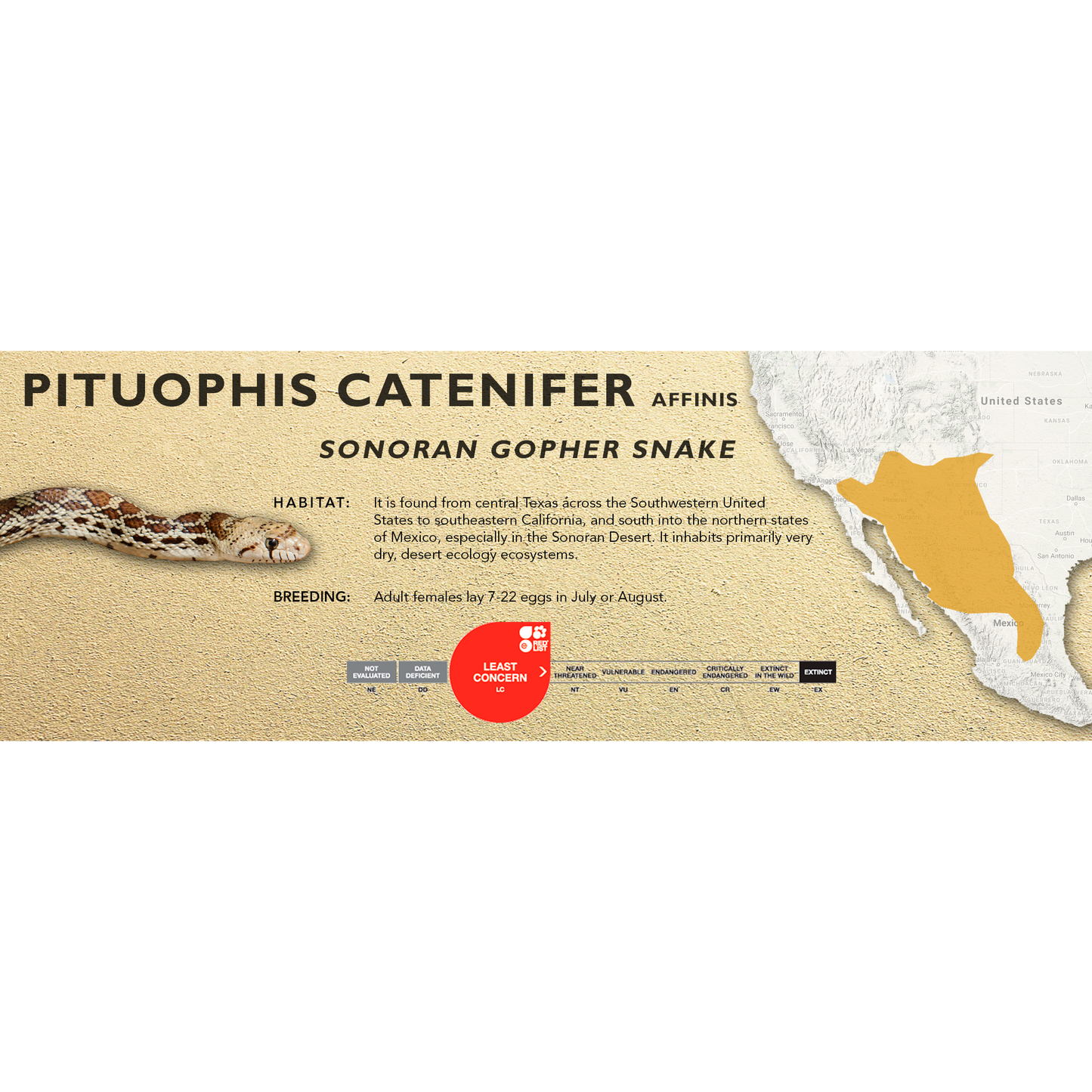 Sonoran Gopher Snake (Pituophis catenifer affinis) Classic Vivarium Label