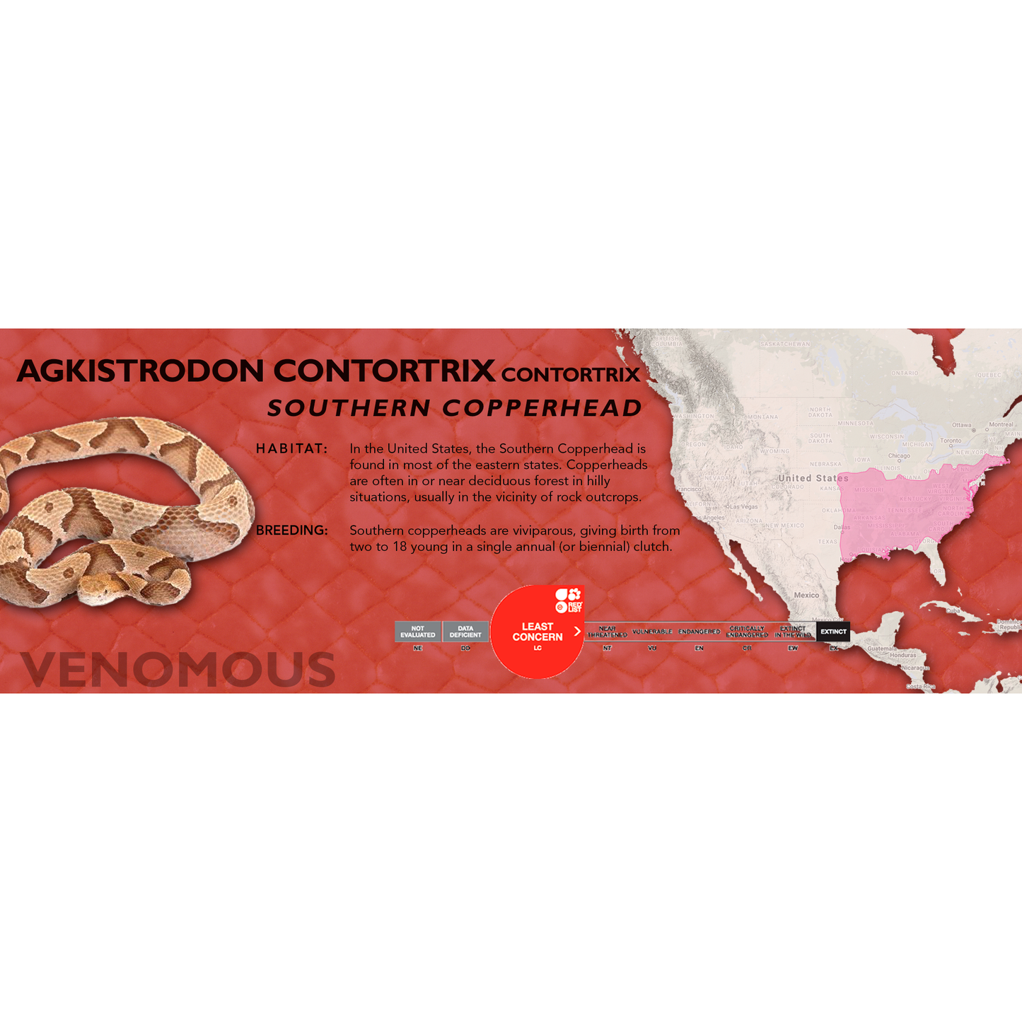 Copperhead (Agkistrodon contortrix) Classic Vivarium Label