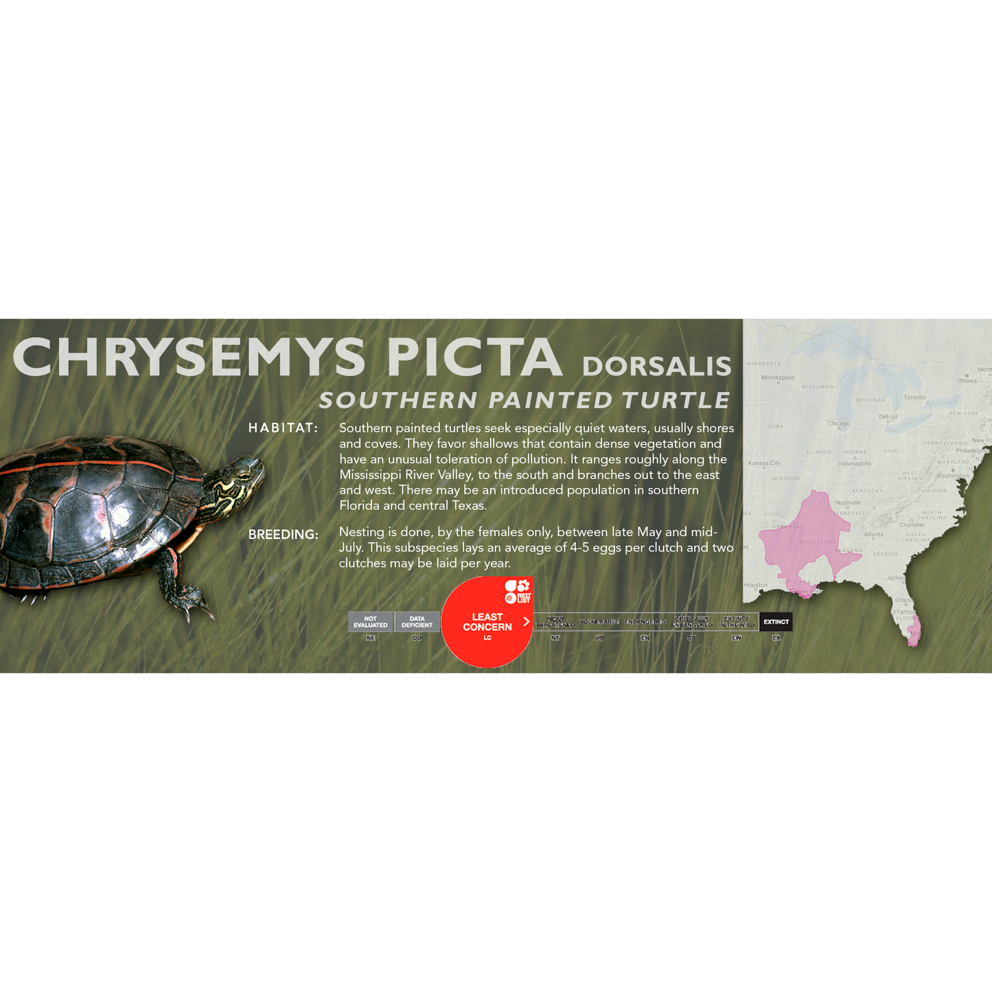 Painted Turtle (Chrysemys picta) - Classic Vivarium Label