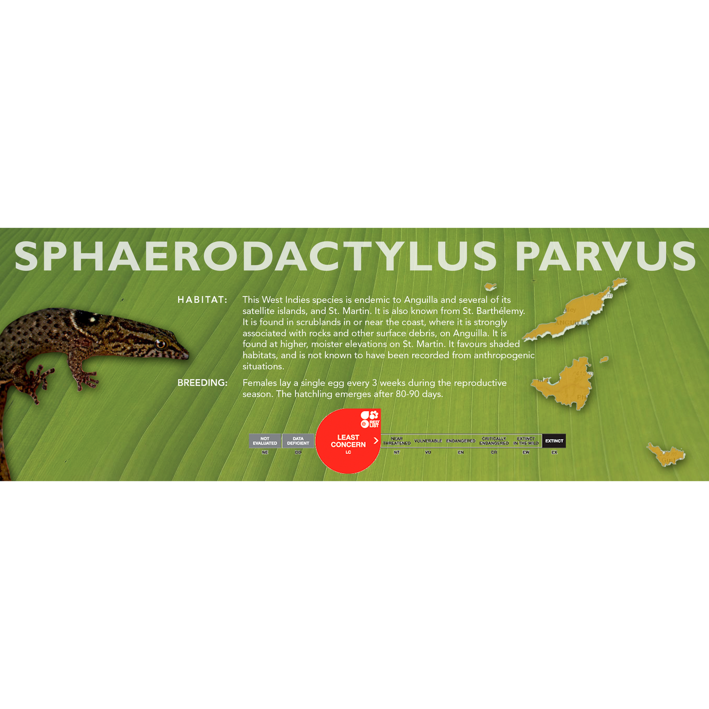 Sphaerodactylus parvus Classic Vivarium Label