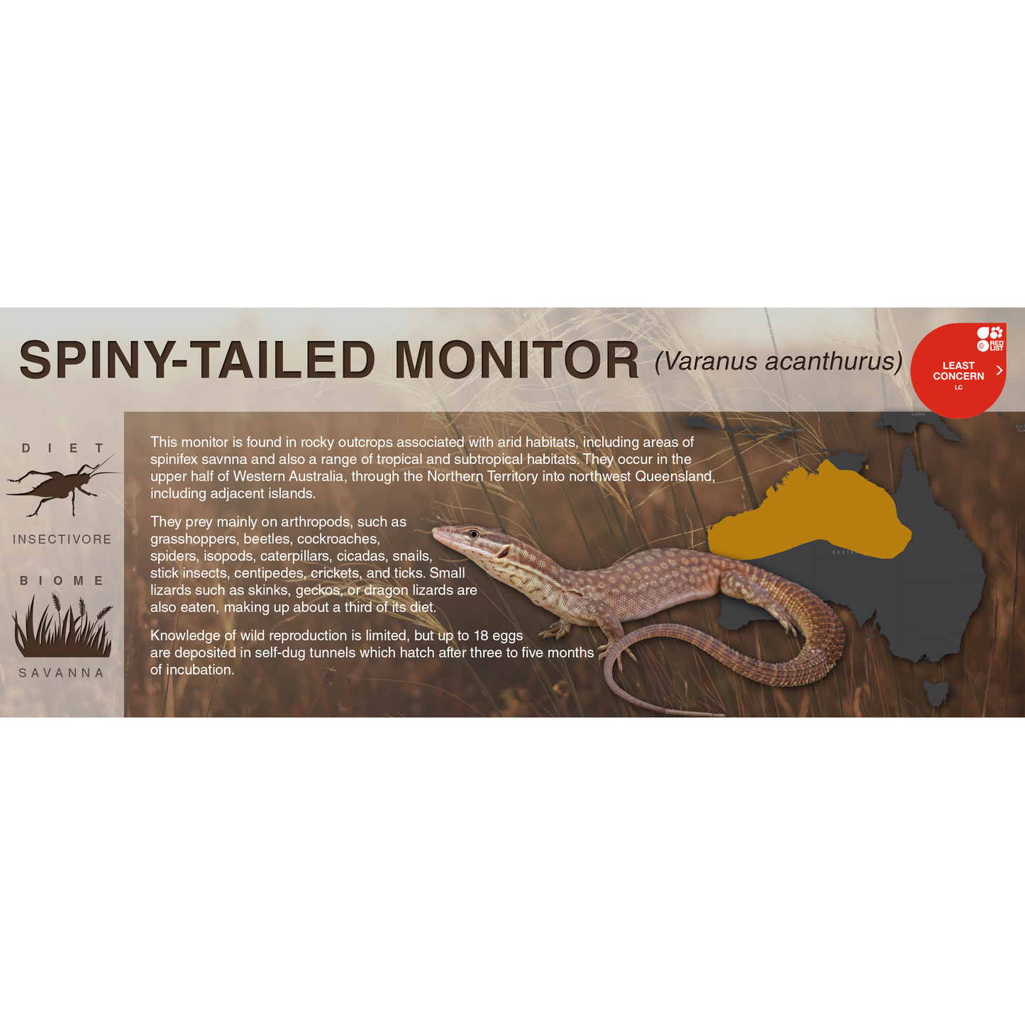 Spiny-Tailed Monitor (Varanus acanthurus) - Black Series Vivarium Label