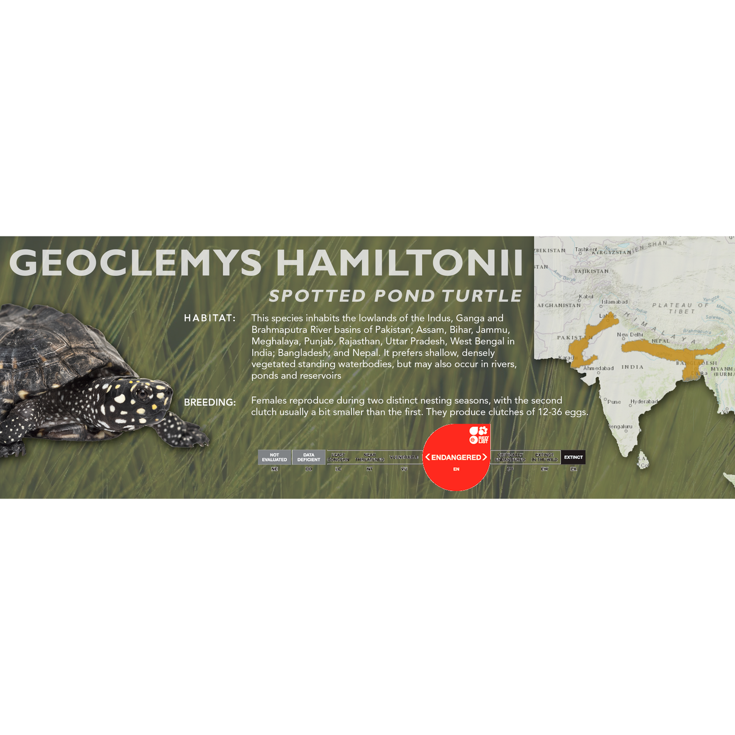 Spotted Pond Turtle (Geoclemys hamiltonii) - Classic Vivarium Label