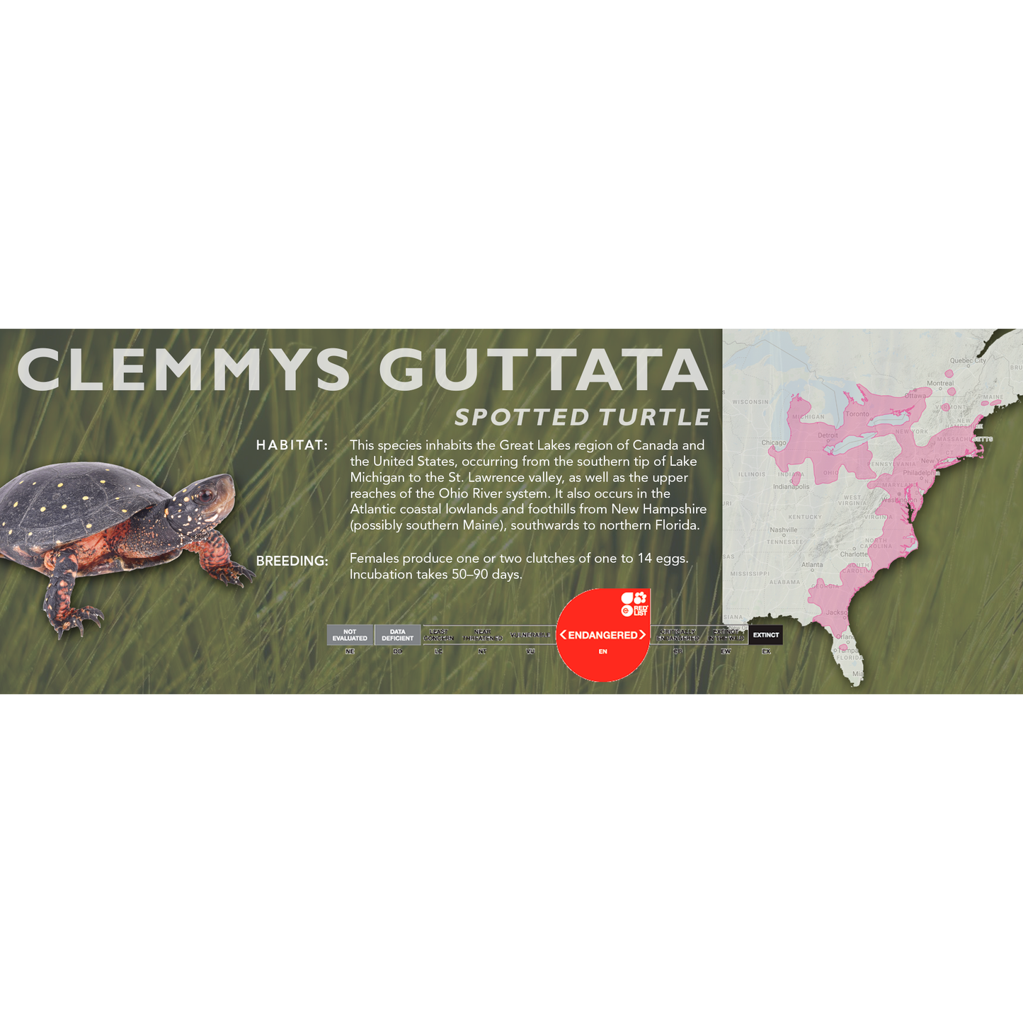 Spotted Turtle (Clemmys guttata) - Classic Vivarium Label