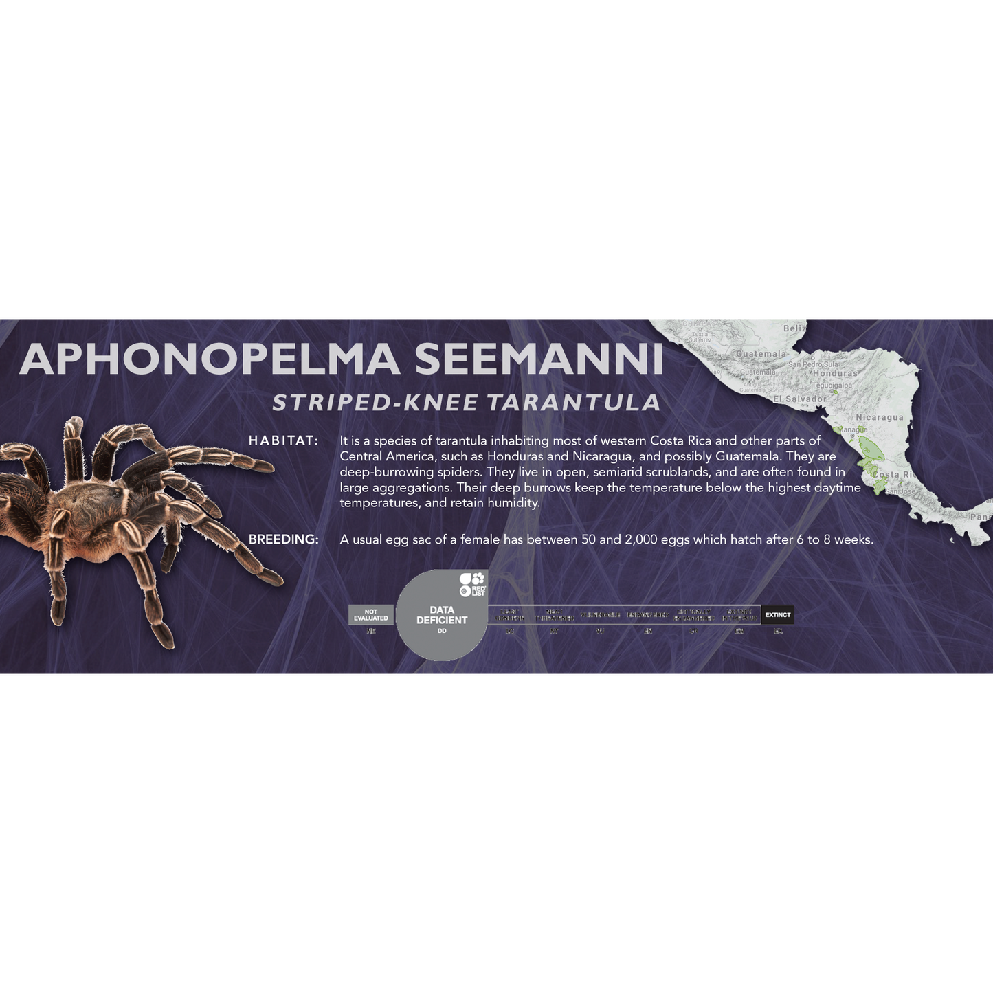 Striped-Knee Tarantula (Aphonopelma seemanni) - Classic Vivarium Label