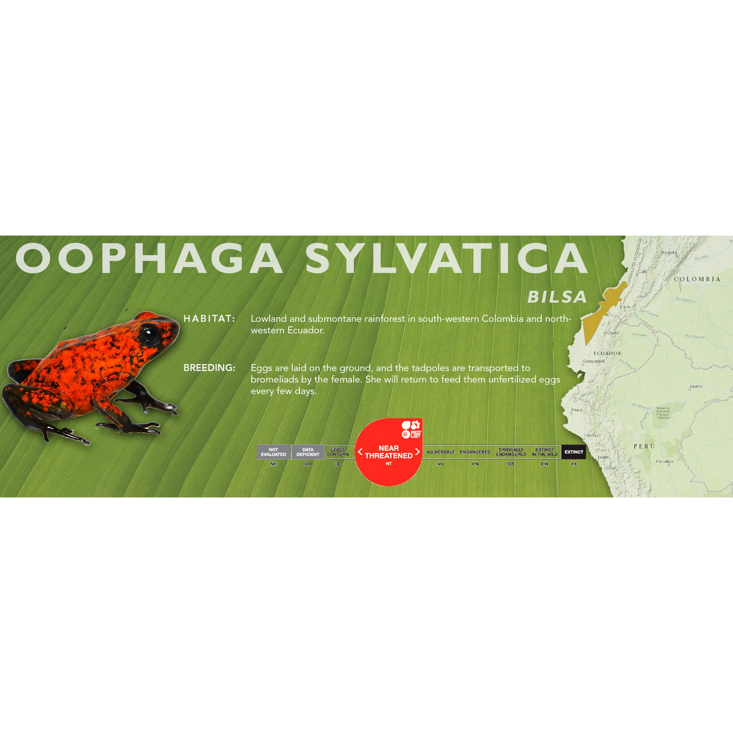 Oophaga sylvatica - Classic Vivarium Label