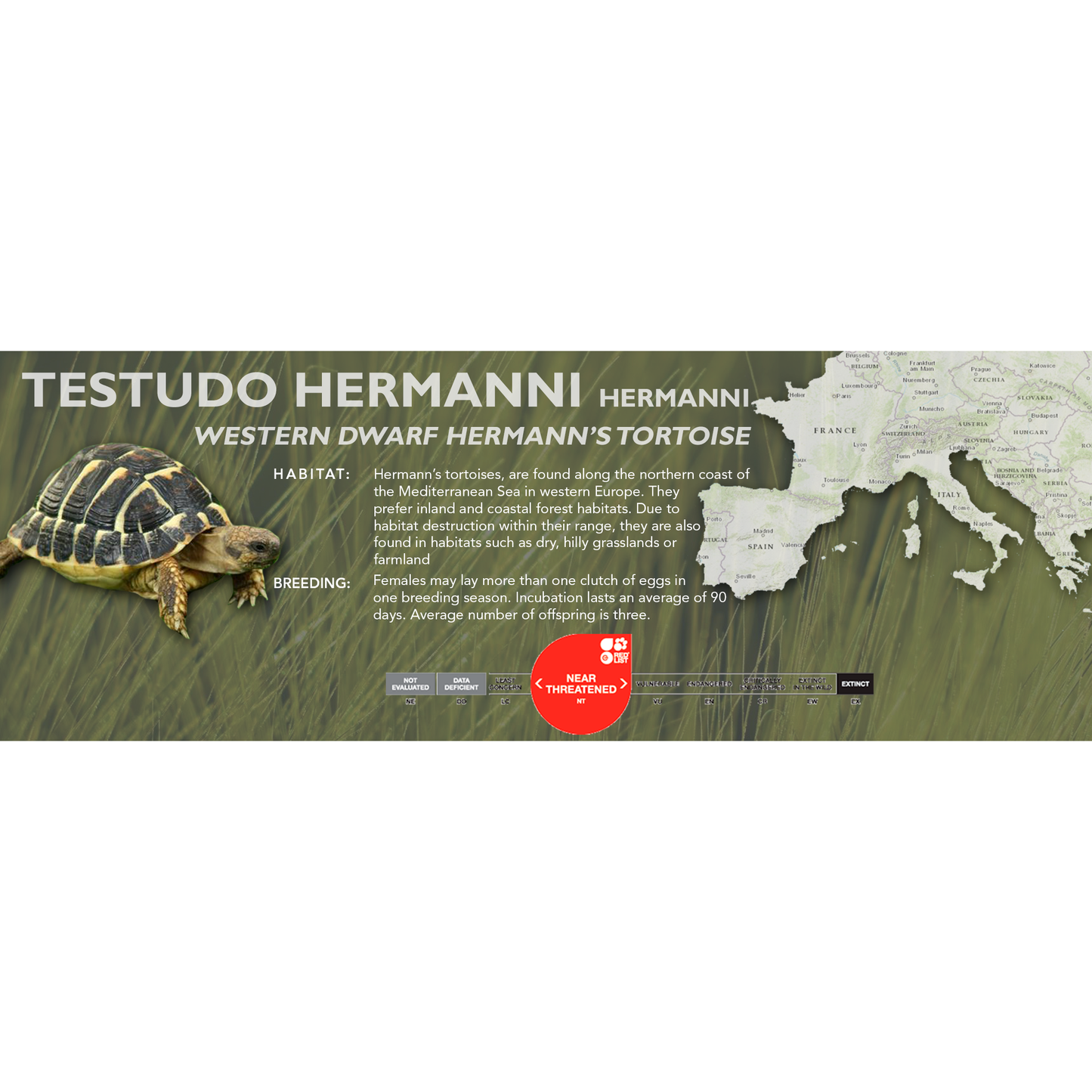 Hermann's Tortoise (Testudo hermanni) - Classic Vivarium Label