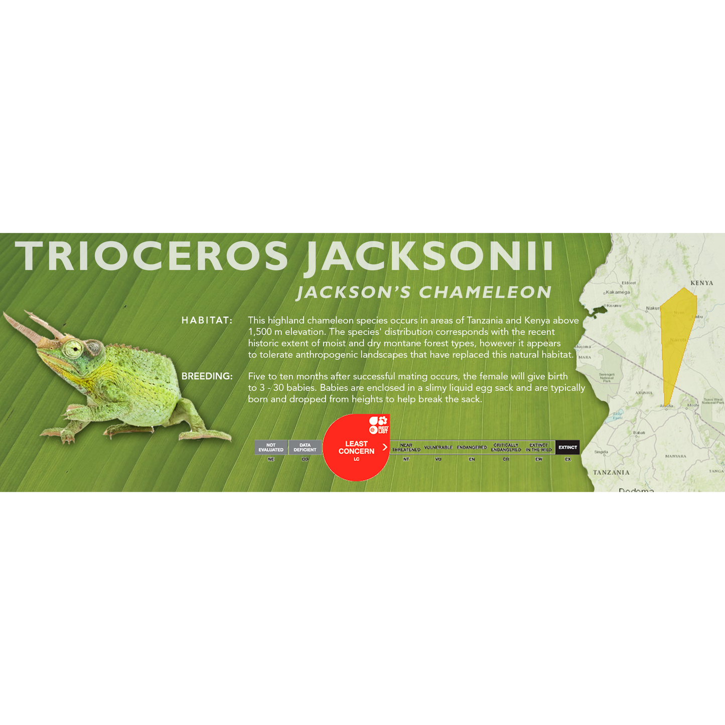 Jackson's Chameleon (Trioceros jacksonii) Classic Vivarium Label