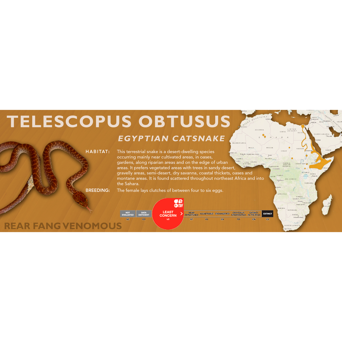 Egyptian Catsnake (Telescopus obtusus) Classic Vivarium Label