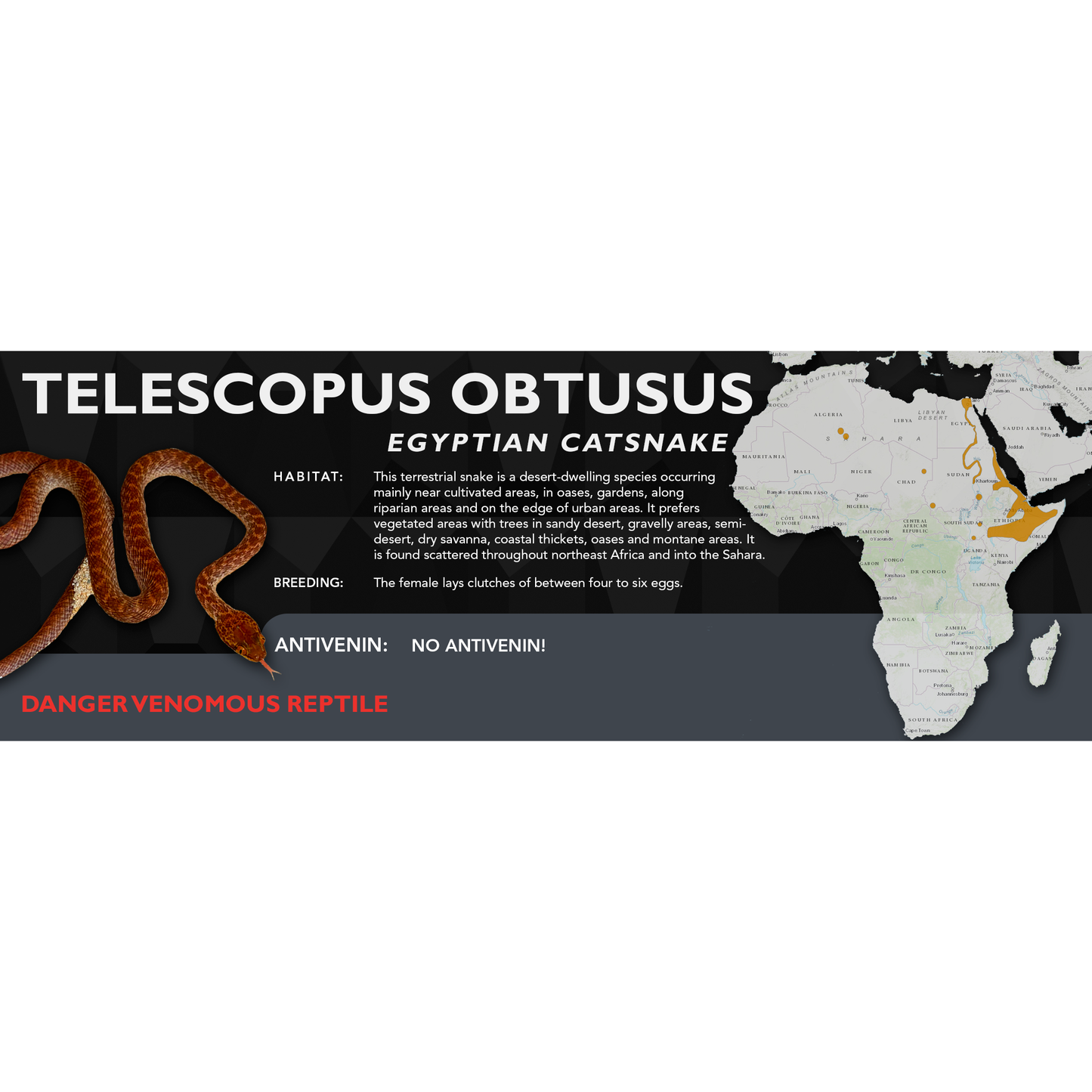 Egyptian Catsnake (Telescopus obtusus) Classic Vivarium Label