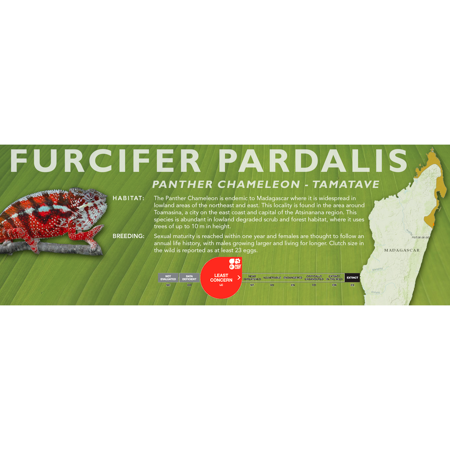 Panther Chameleon (Furcifer pardalis) Classic Vivarium Label