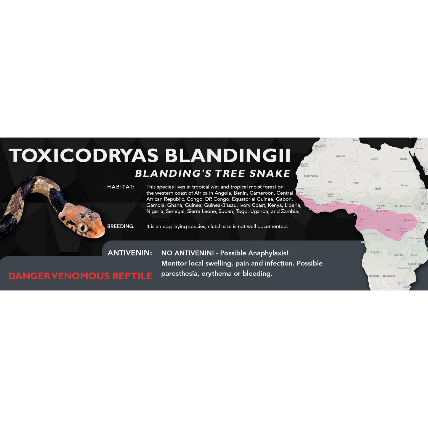 Blanding's Tree Snake (Toxicodryas blandingii) Classic Vivarium Label