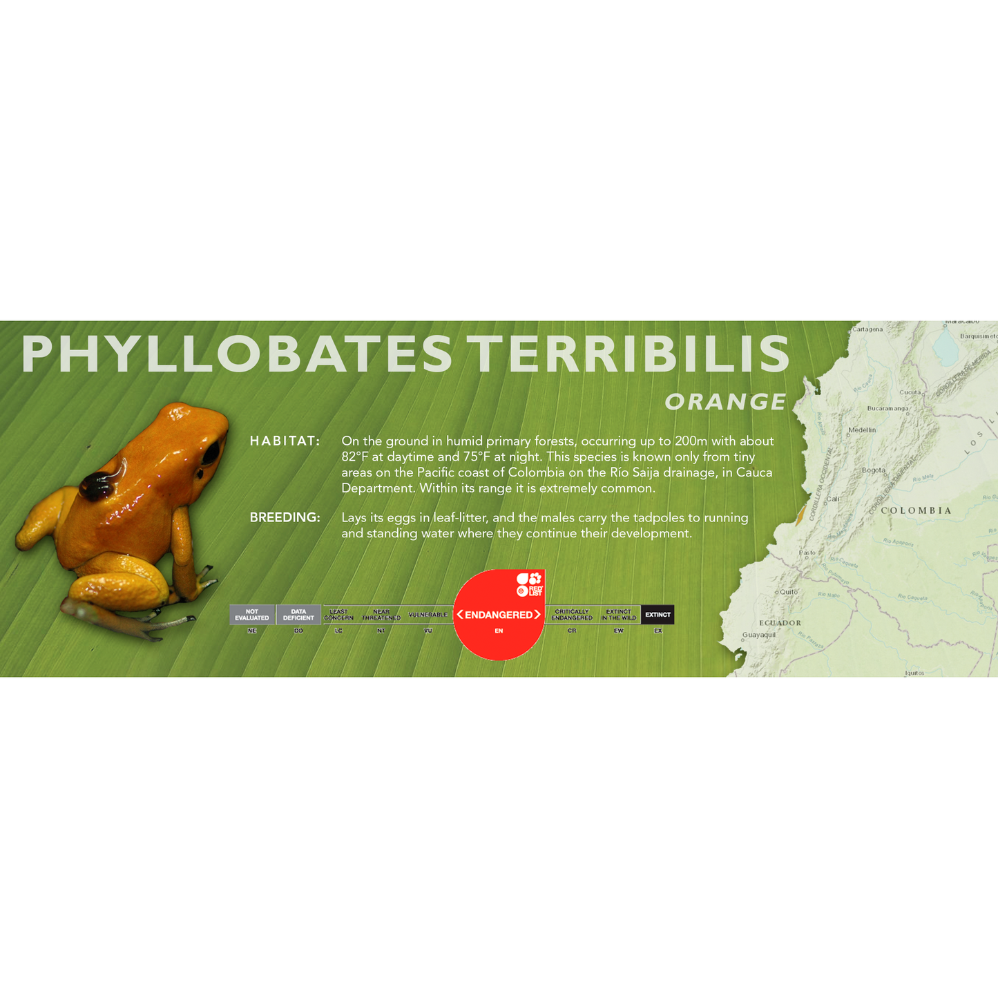 Phyllobates terribilis - Classic Vivarium Label