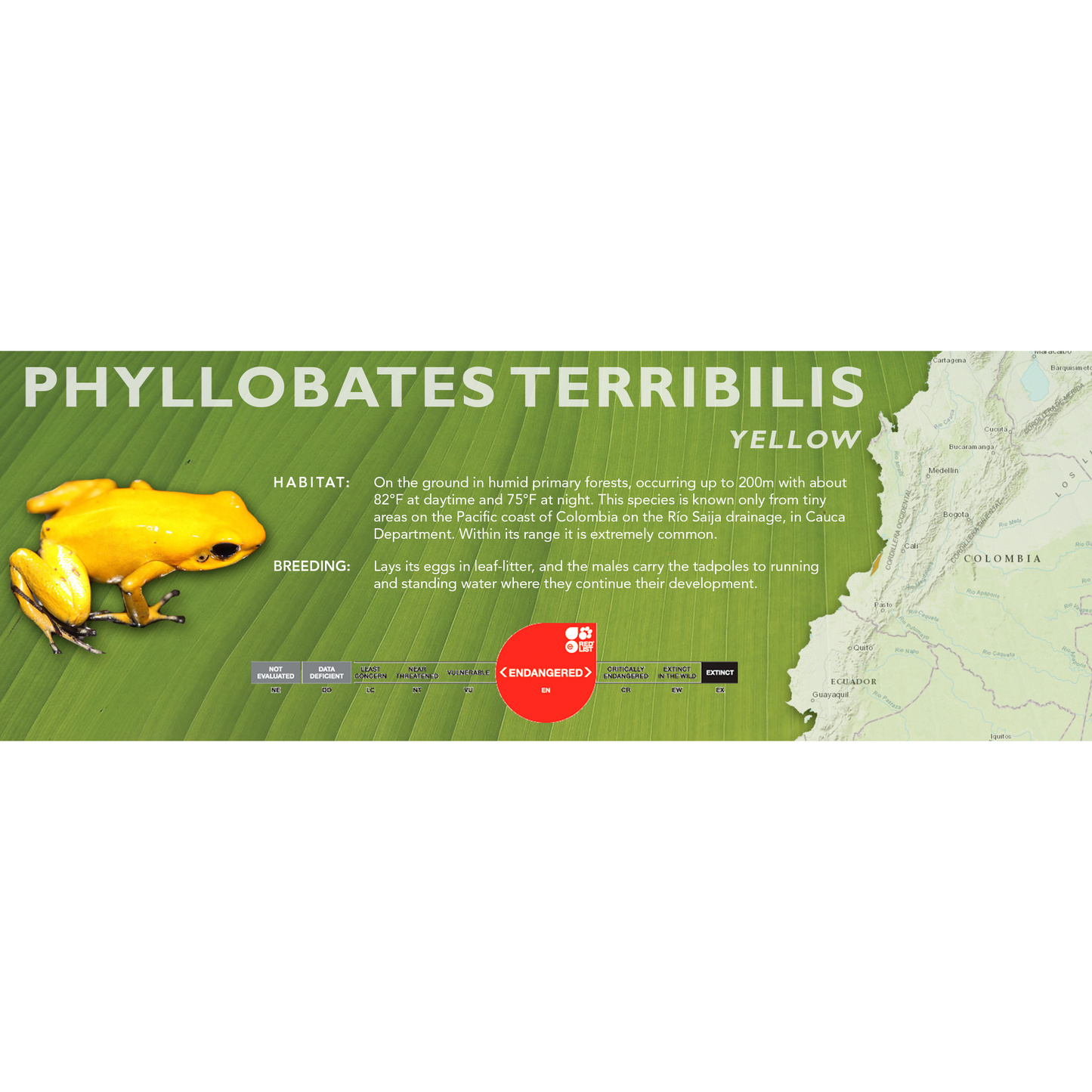 Phyllobates terribilis - Classic Vivarium Label