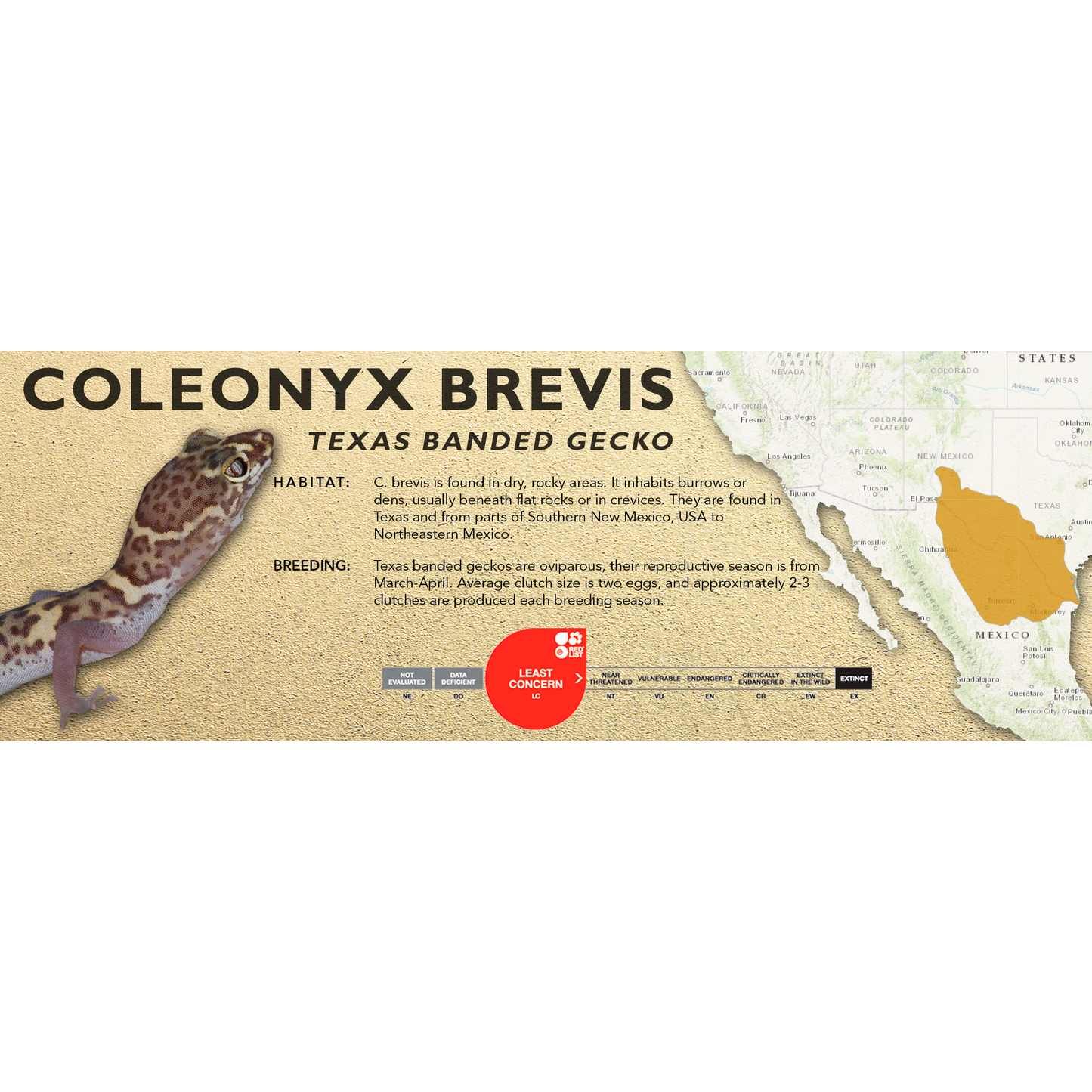 Texas Banded Gecko (Coleonyx brevis) Classic Vivarium Label