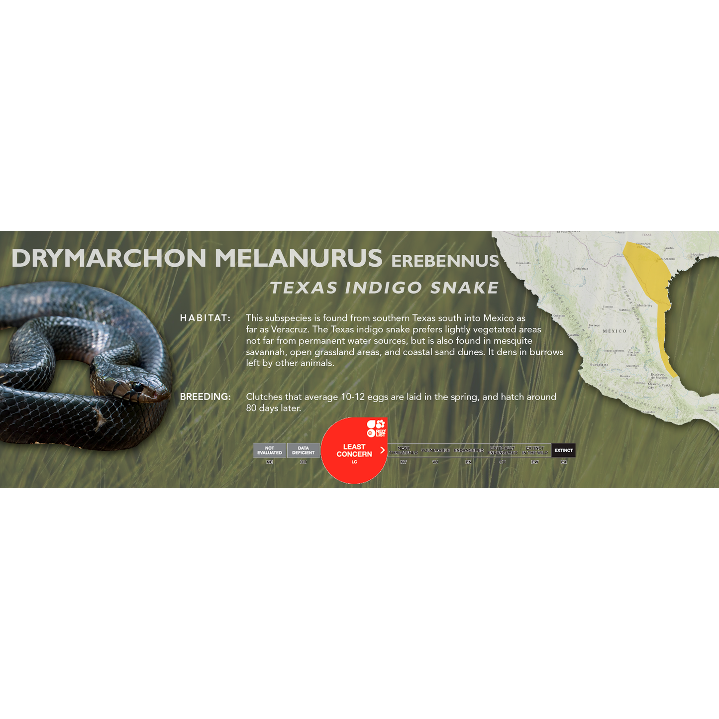 Texas Indigo Snake (Drymarchon melanurus erebennus) Classic Vivarium Label