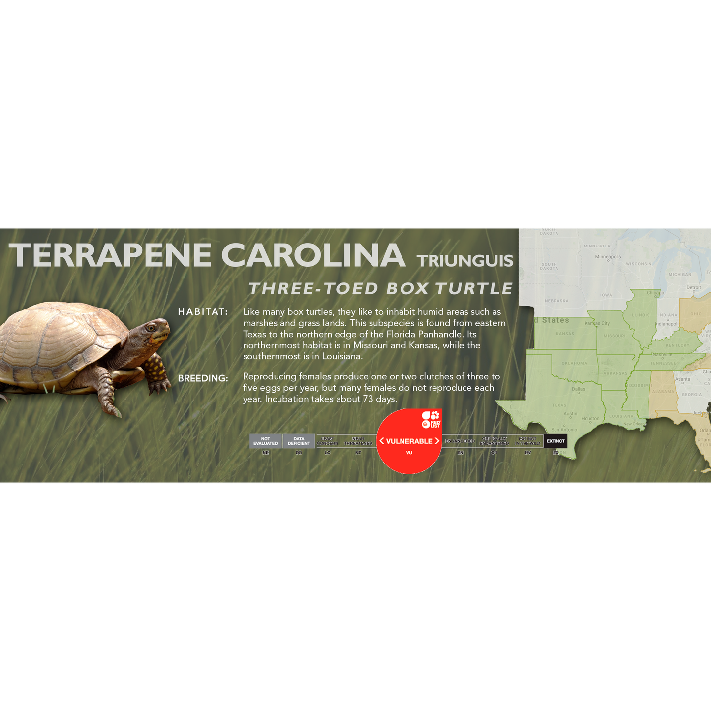 Three-Toed Box Turtle (Terrapene carolina triunguis) - Classic Vivarium Label