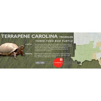 Three-Toed Box Turtle (Terrapene carolina triunguis) - Standard Vivarium Label