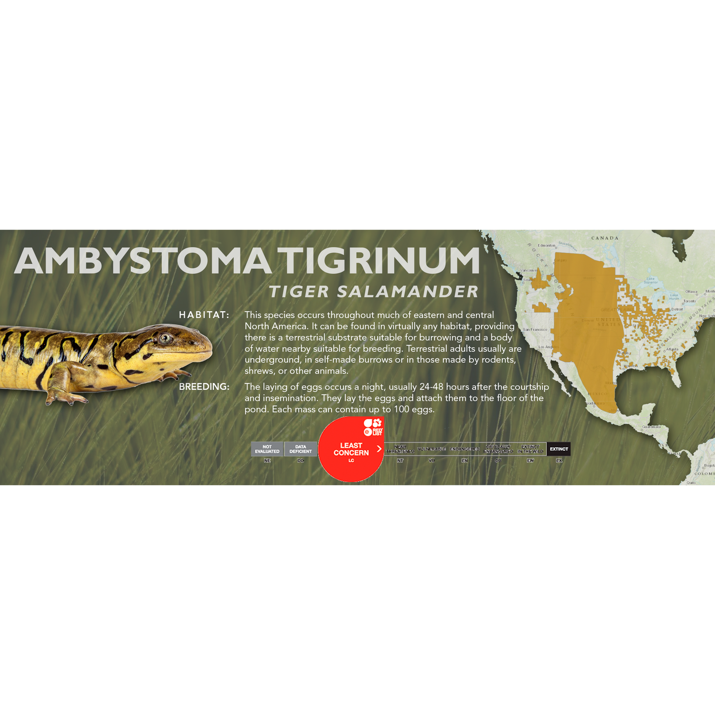 Tiger Salamander (Ambystoma tigrinum) - Classic Vivarium Label