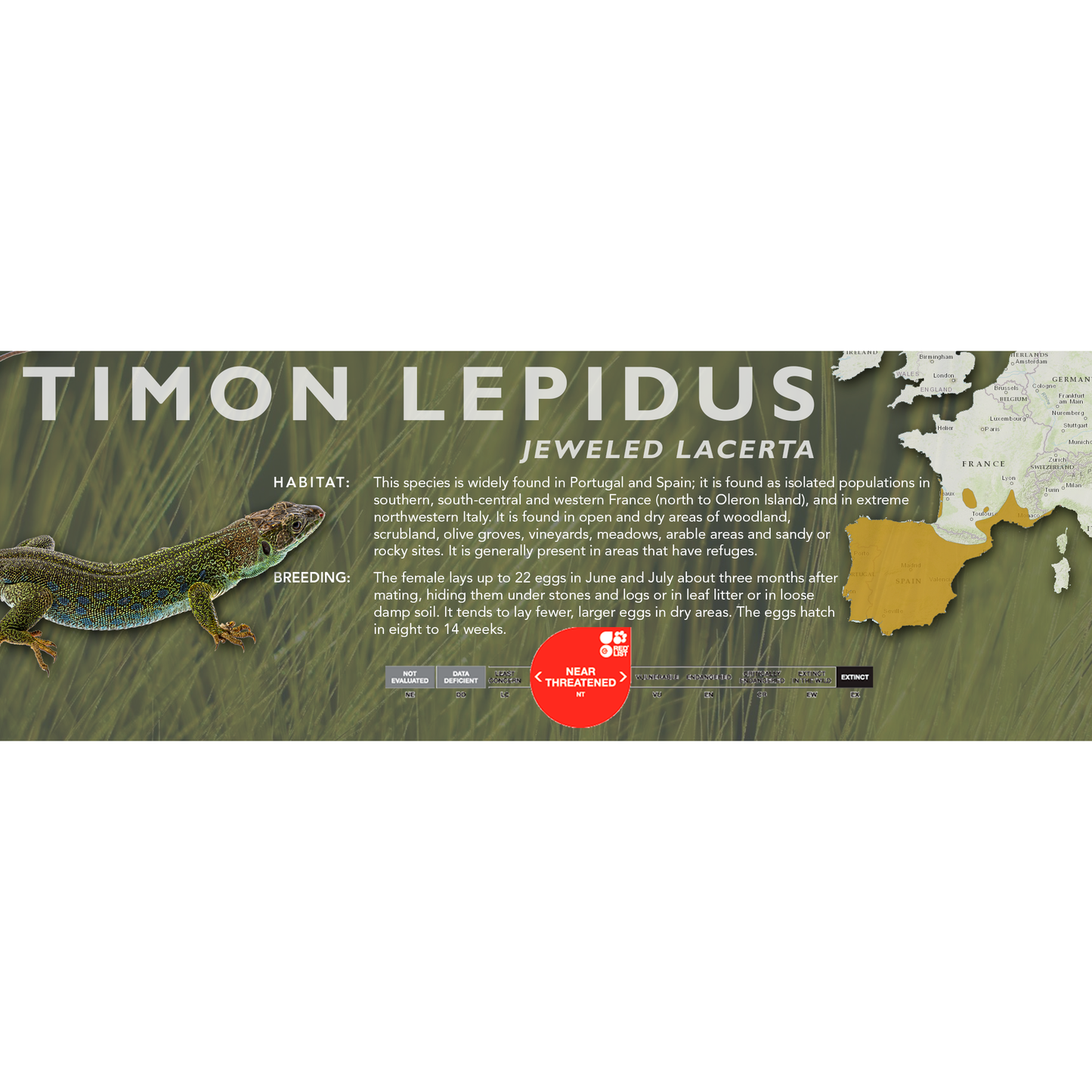Jeweled Lacerta (Timon lepidus) Classic Vivarium Label