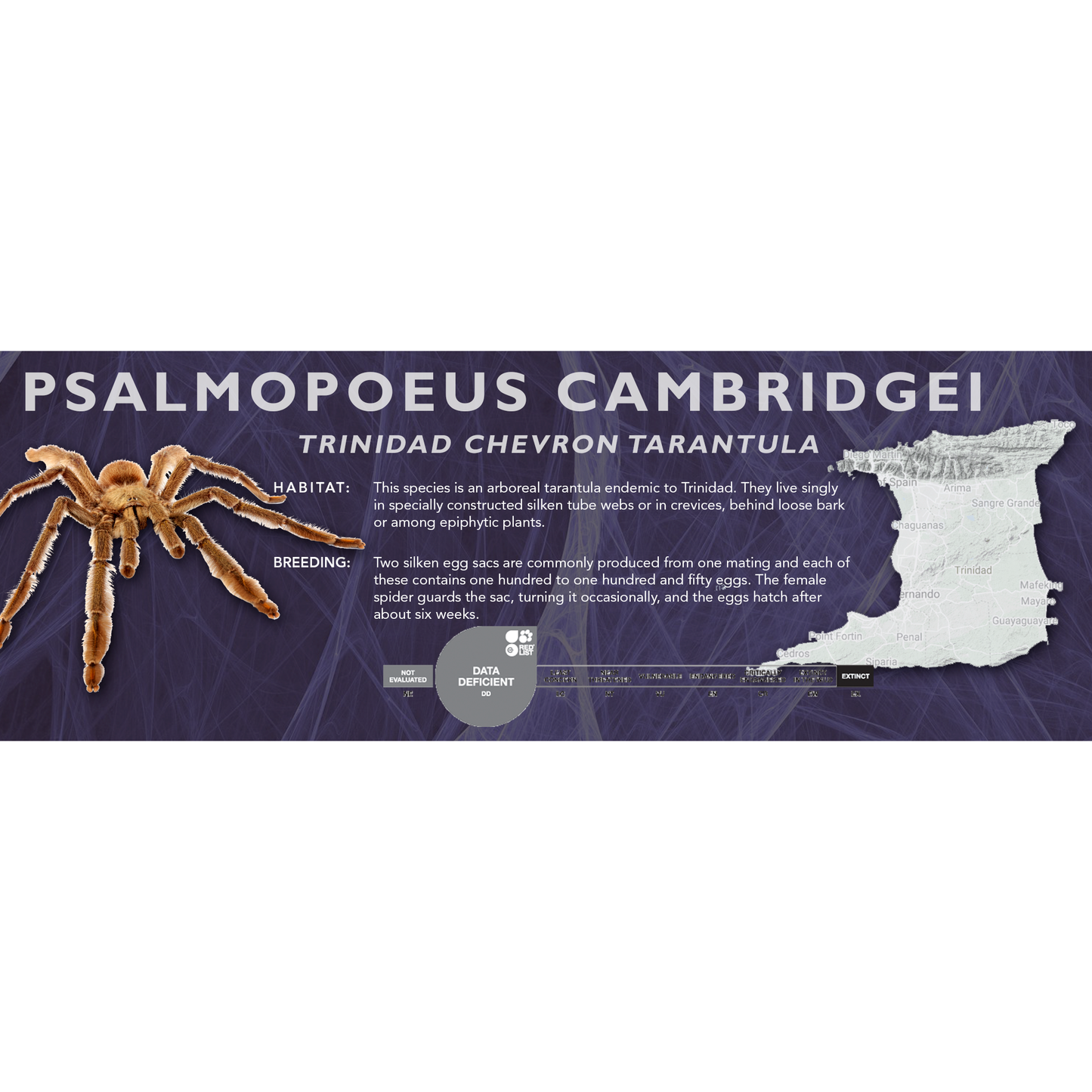Trinidad Chevron Tarantula (Psalmopoeus cambridgei) - Classic Vivarium Label