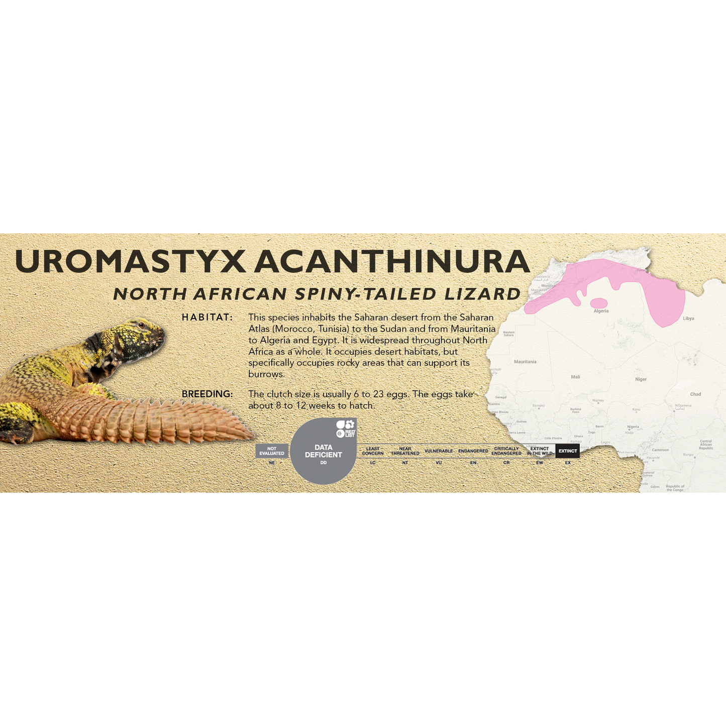 North African Spiny-Tailed Lizard (Uromastyx acanthinura) Classic Vivarium Label