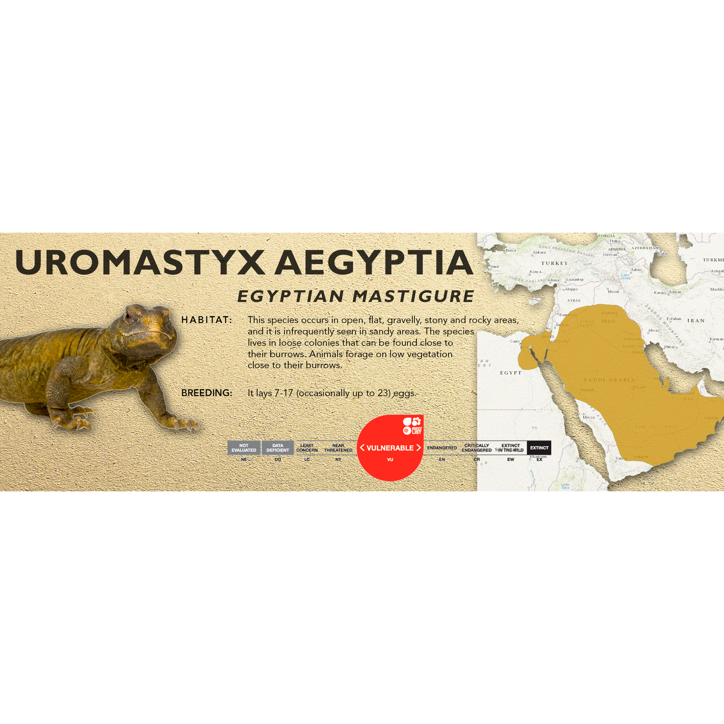 Egyptian Mastigure (Uromastyx aegyptia) Classic Vivarium Label