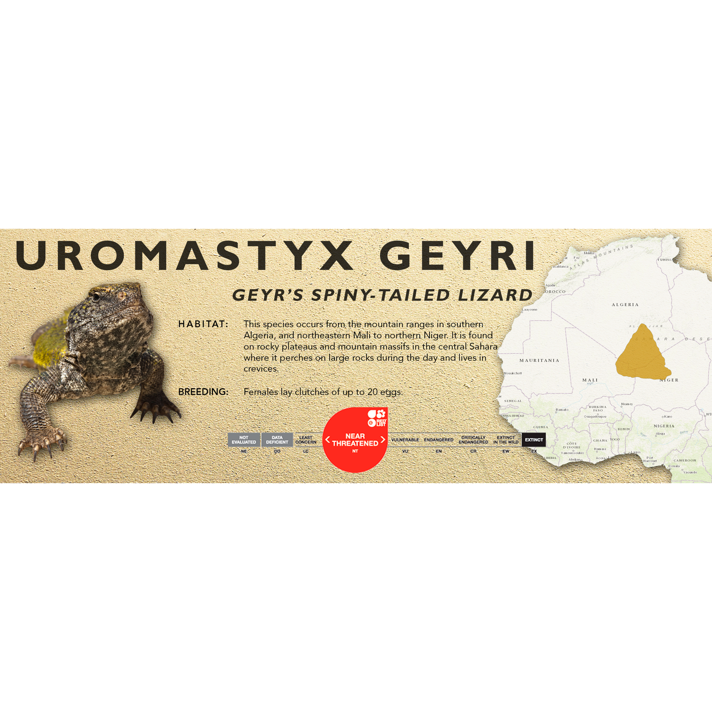Geyr’s Spiny-Tailed Lizard (Uromastyx geyri) Classic Vivarium Label