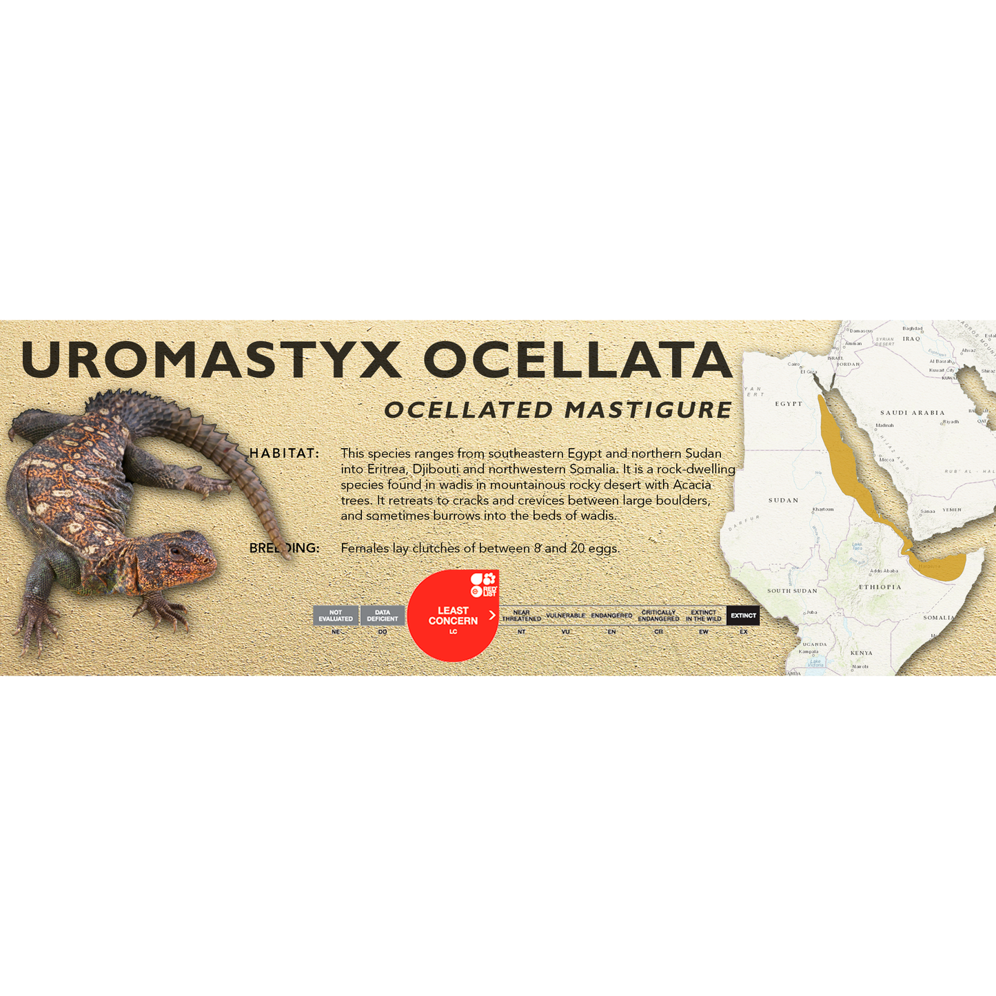 Ocellated Mastigure (Uromastyx ocellata) Classic Vivarium Label