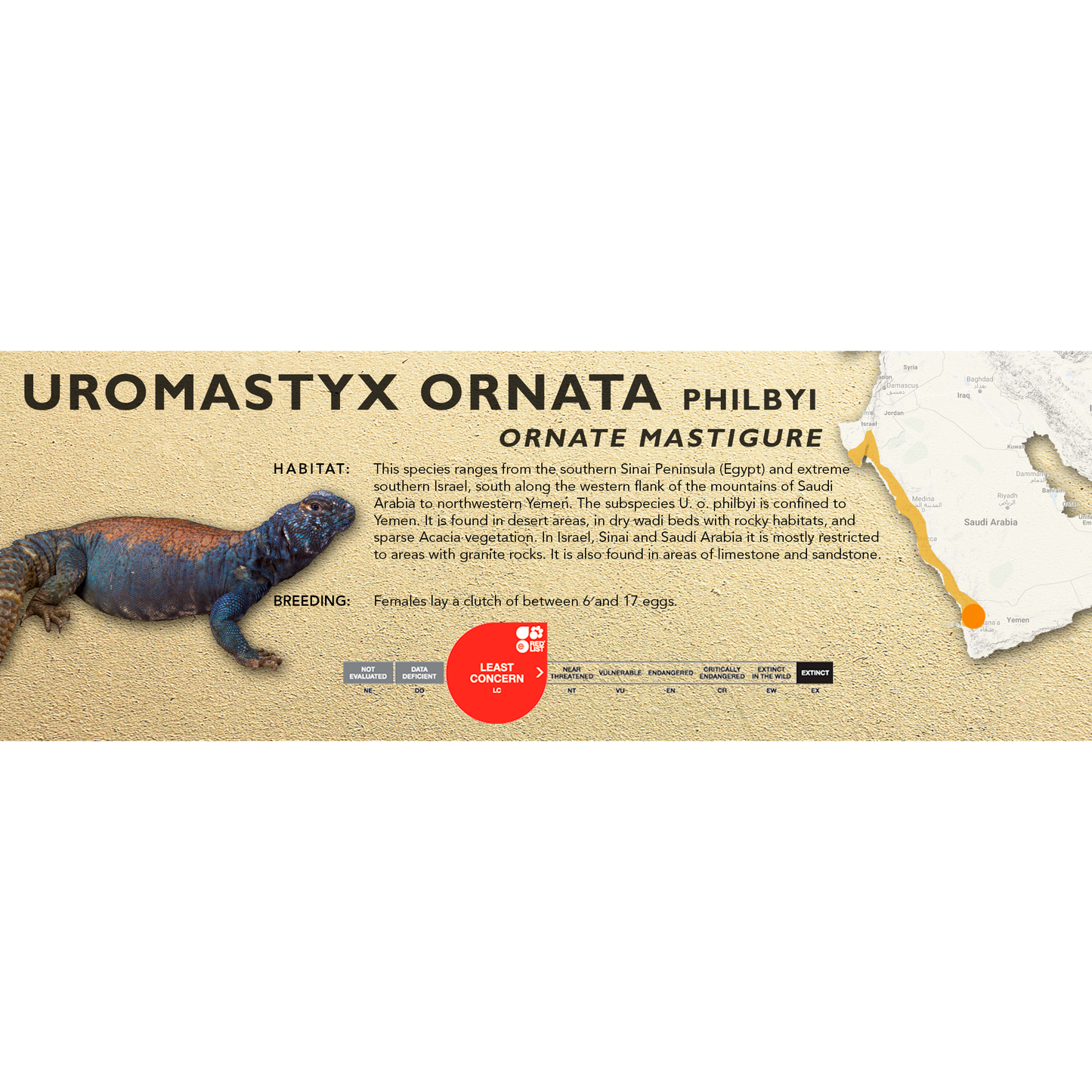 Ornate Mastigure (Uromastyx ornata) Classic Vivarium Label