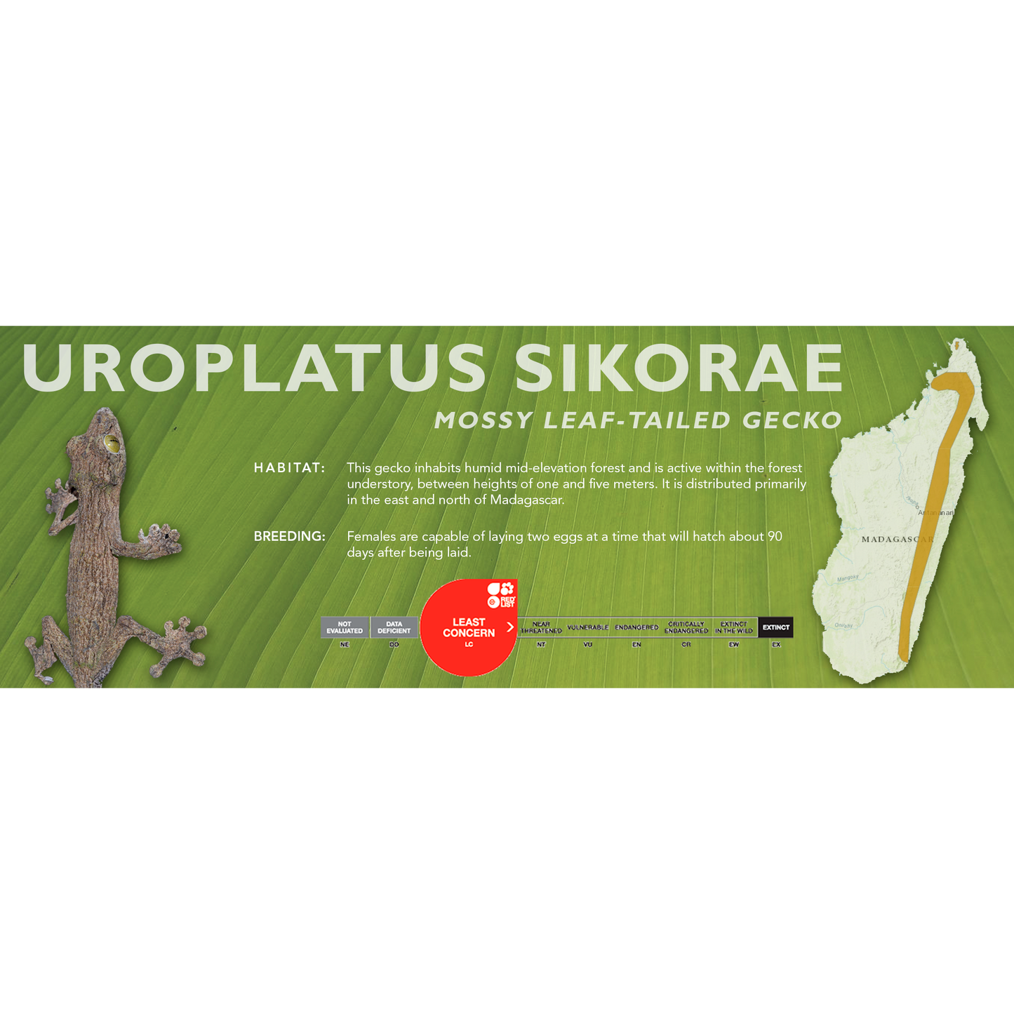 Mossy Leaf-Tailed Gecko (Uroplatus sikorae) Classic Vivarium Label