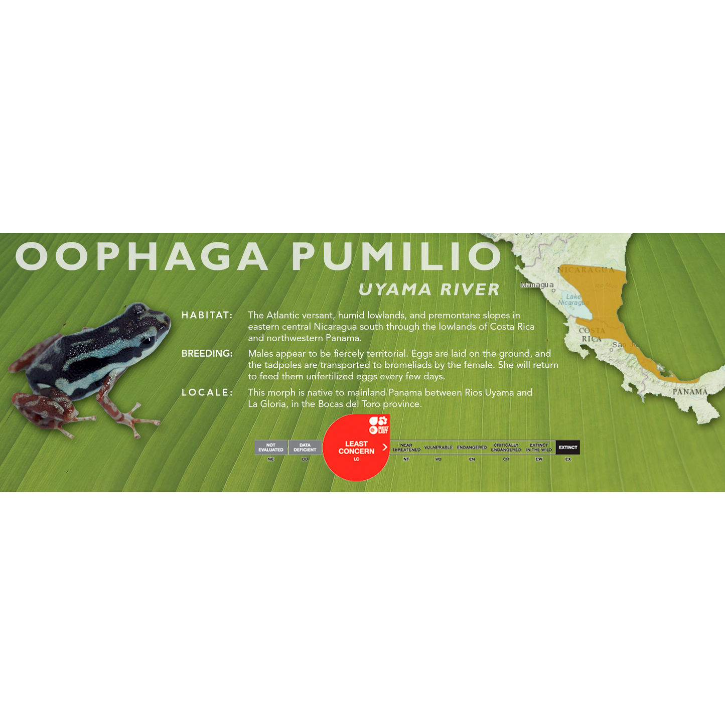 Oophaga pumilio - Classic Vivarium Label