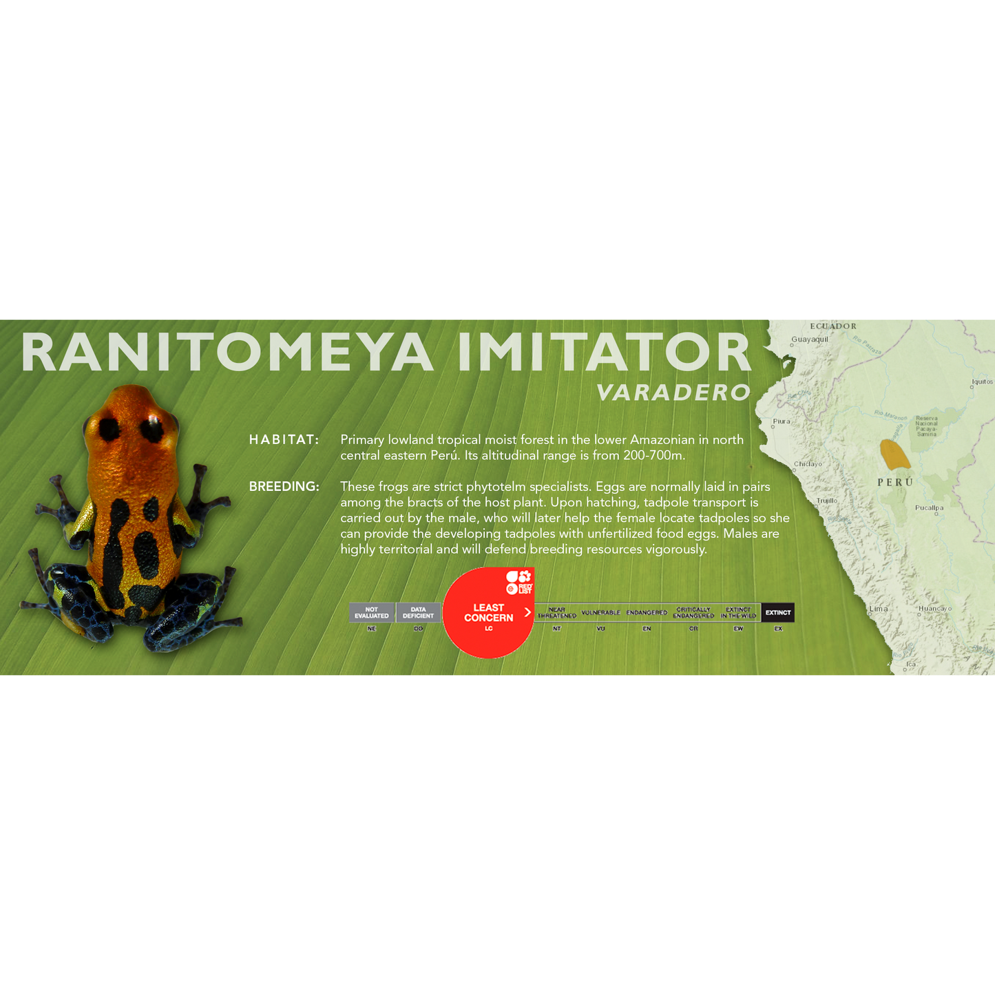Ranitomeya imitator - Classic Vivarium Label