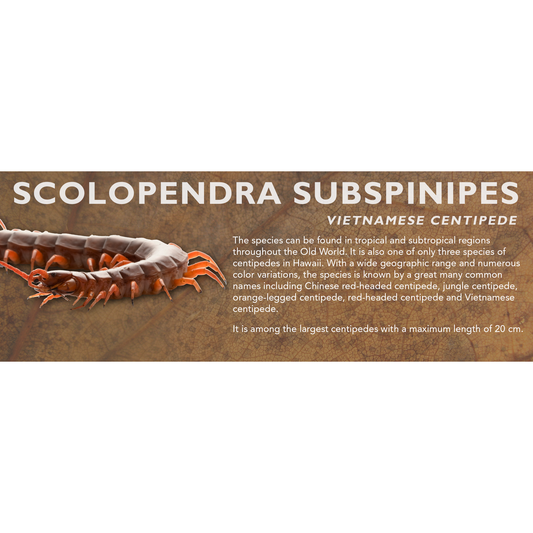 Scolopendra subspinipes - Vietnamese Centipede Label