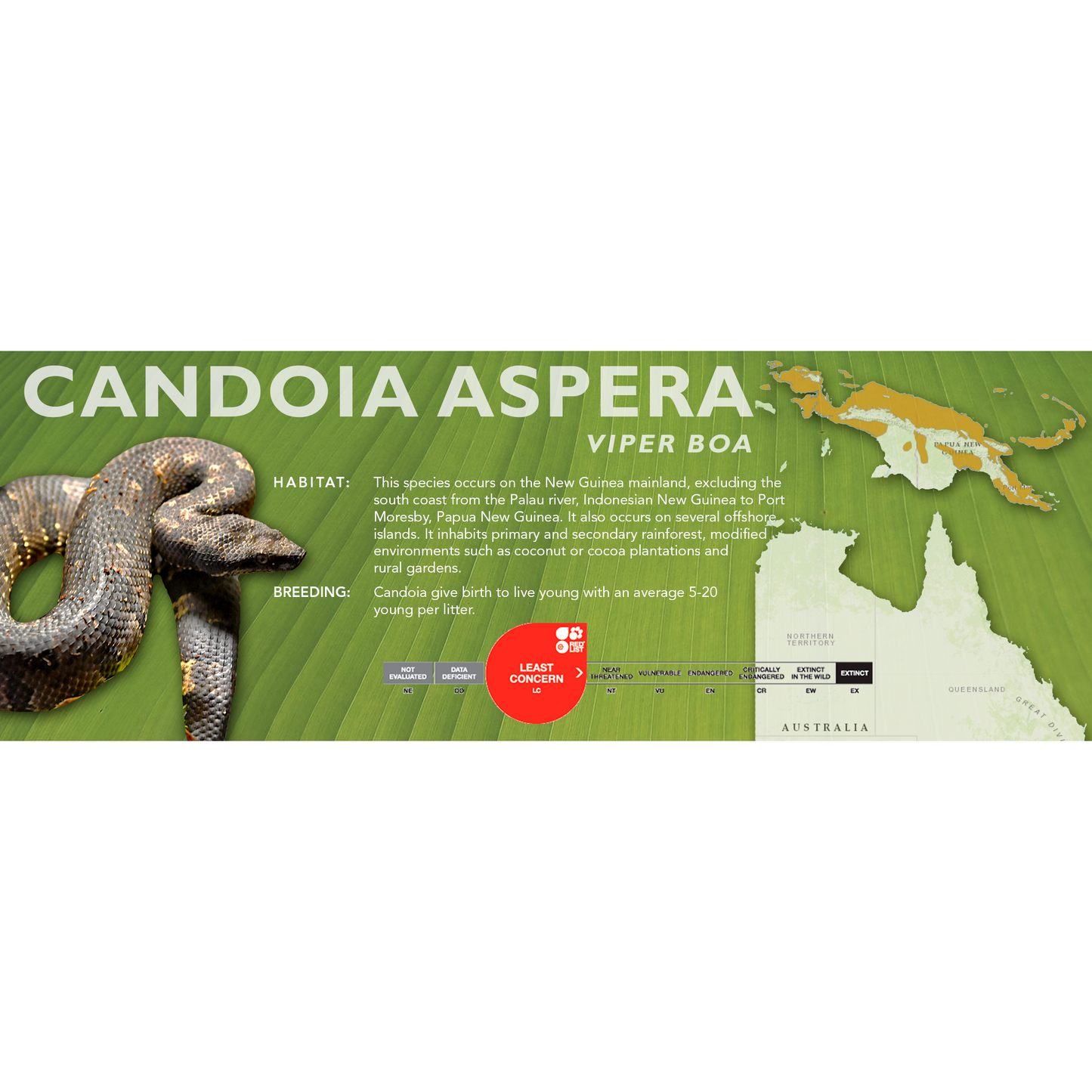 Viper Boa (Candoia aspera) Classic Vivarium Label